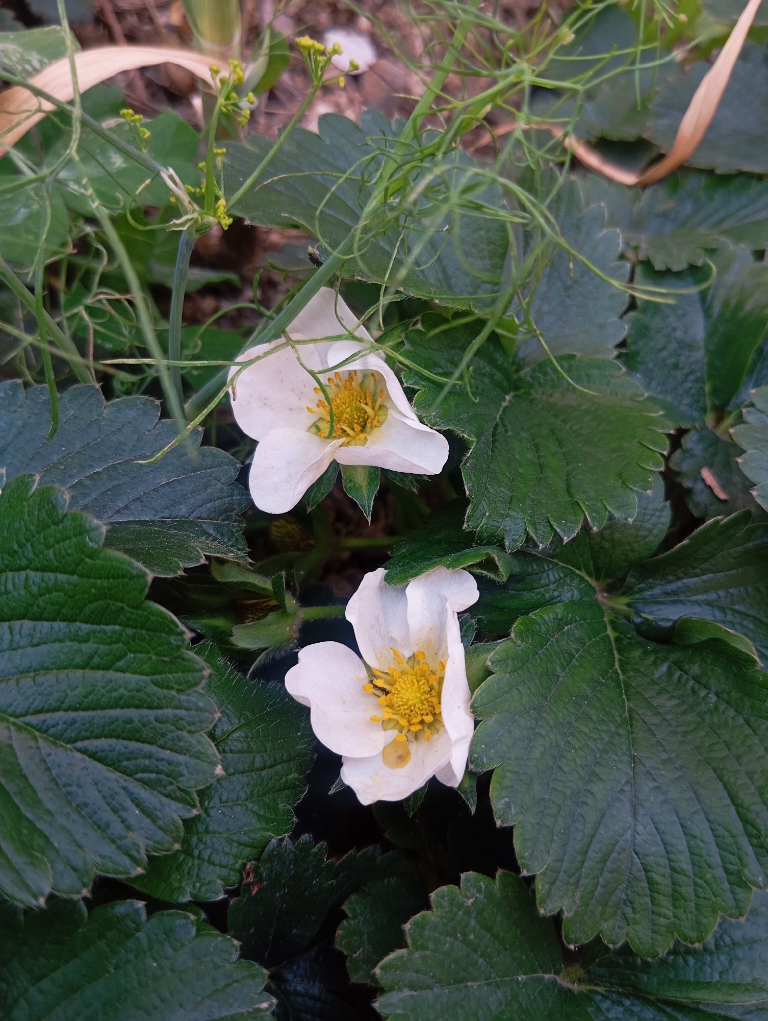 In an outdoor garden setting within the city of Unknown, Unknown, two white strawberry flowers with prominent yellow centers are visible in the foreground. They are surrounded by a dense arrangement of dark green, serrated strawberry leaves, which occupy the majority of the lower and mid-ground. Above and to the left of the flowers, fine, light green, needle-like foliage with small yellow flower buds on slender stalks is present. The background consists of darker, indistinct soil or mulch, with some dried plant matter visible. No people or animals are present.