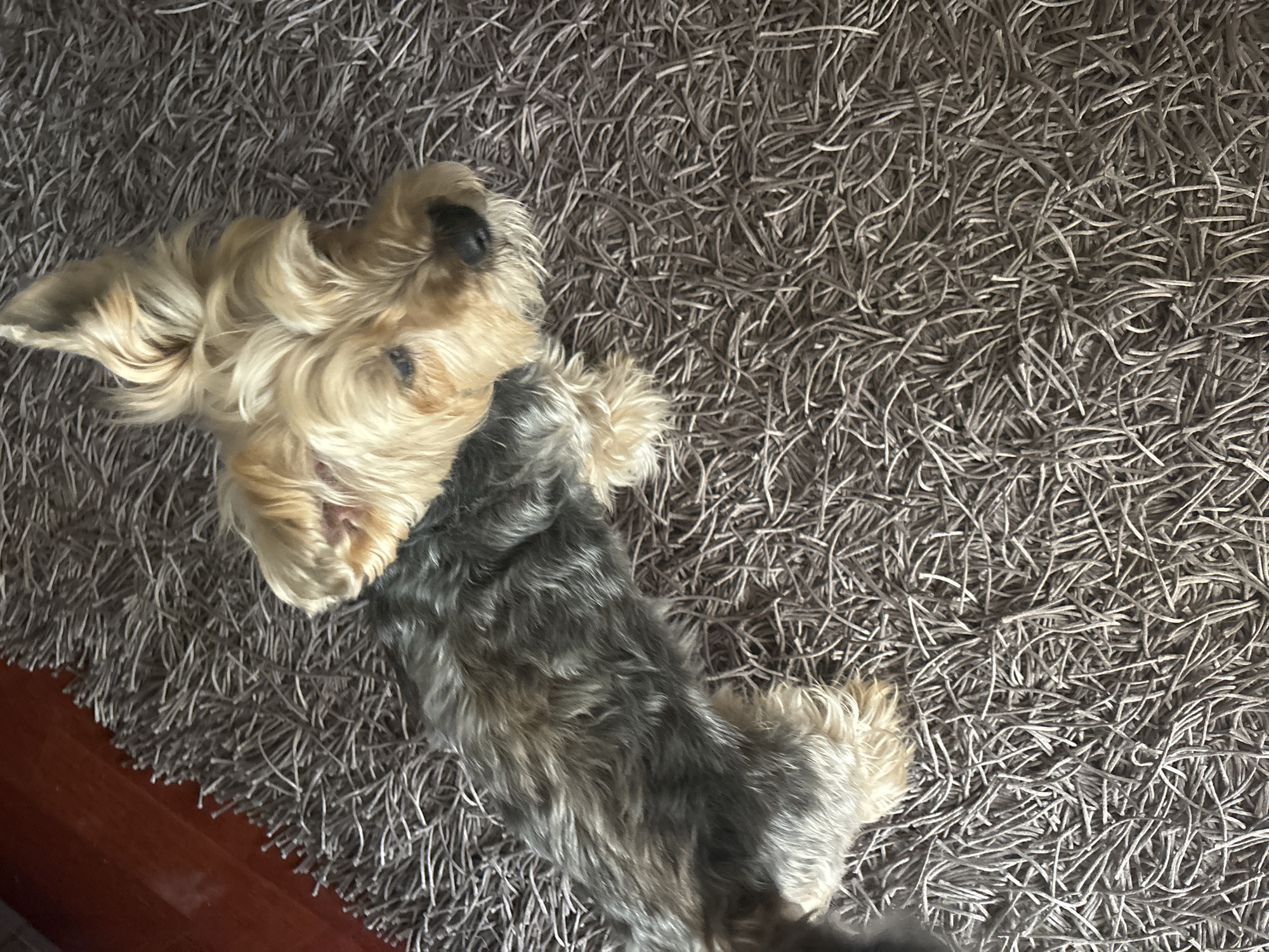 A long-haired, small dog with light-colored fur on its head and darker, gray fur on its body lies on its back on a shag rug. The rug is primarily gray in color. A portion of a dark brown wooden floor is visible in the lower left corner of the image. The scene does not provide enough information to determine the location in the city of Budva, Montenegro.