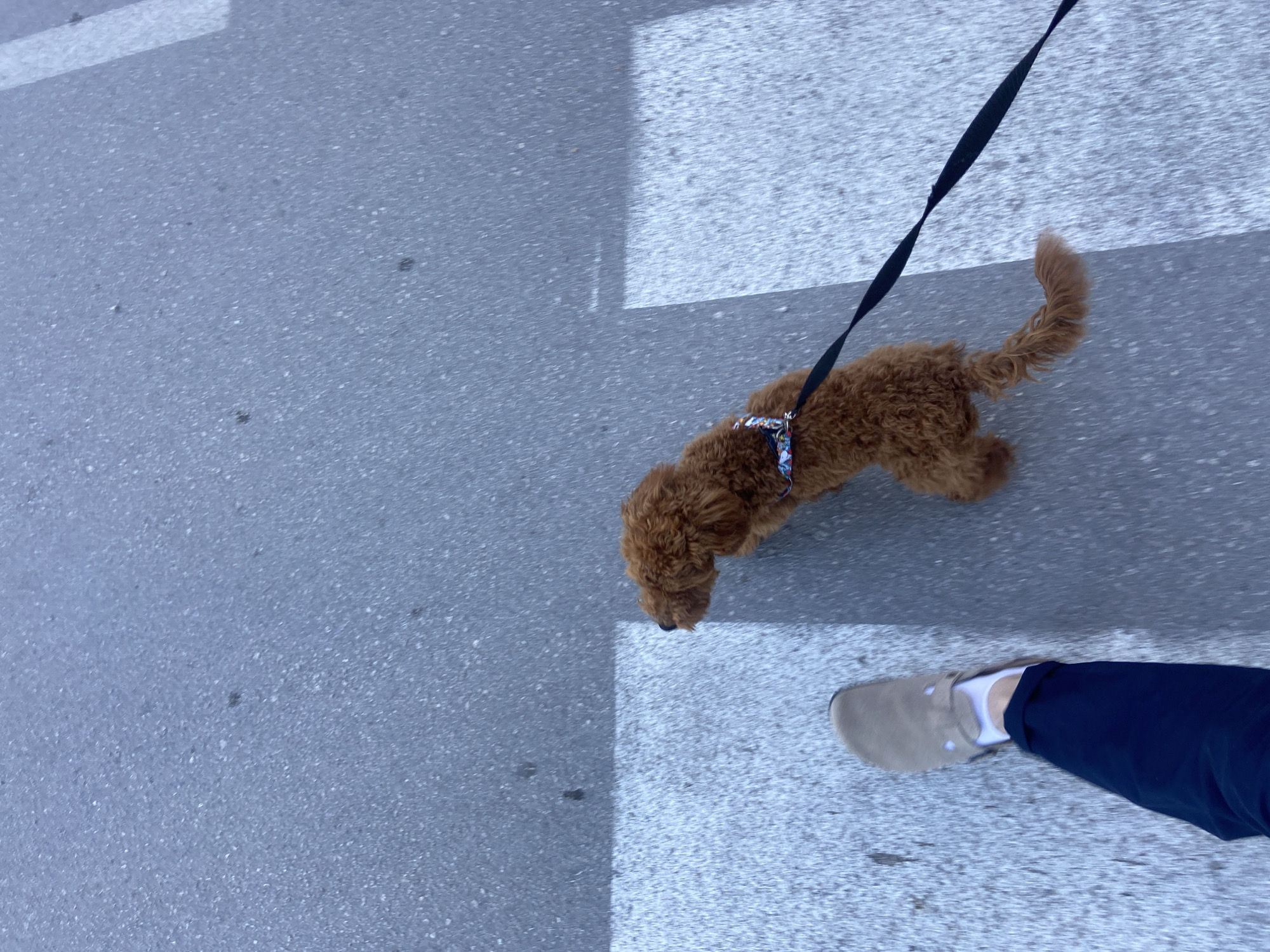 The image, captured from a high, top-down perspective, shows a small, fluffy brown dog being walked on a leash across a paved surface. The dog, likely a poodle or doodle type, has curly brown fur and wears a colorful, patterned harness. Its tail is curled upwards, suggesting movement or alertness. A black leash extends from the dog's harness, leading out of the frame towards the top.
In the bottom right corner, the lower leg and foot of a person are visible. The person wears dark blue pants, a white sock, and a light brown, loafer-style shoe. The ground is a grey, speckled asphalt surface, typical of a street or sidewalk. Two distinct white painted lines run horizontally across the middle and right side of the frame, forming part of a crosswalk which the dog and person are traversing.
The bright, even lighting indicates it is daytime. There are no specific weather cues or discernible emotions, though the dog's posture suggests a normal, active walk. No text is visible in the image. The scene depicts a routine dog walk in an urban or suburban setting, possibly in Sutomore, Montenegro, as indicated by the context.