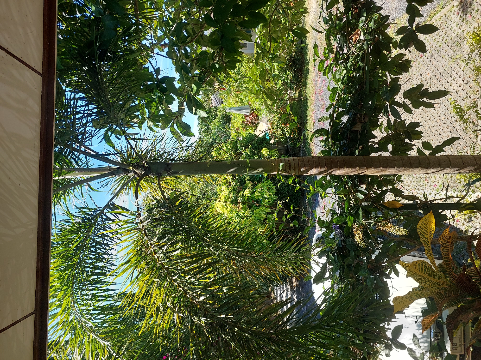 This is a medium-angle, eye-level, outdoor shot of a tropical garden viewed through an opening. The foreground is dominated by a palm tree with a textured, segmented trunk and large, arching fronds. A vine with green leaves and small purple flowers is draped across the frame, partially obscuring a white car in the middle ground. To the right, more lush green foliage obscures the background. The ground is covered in grey interlocking pavers and gravel. In the distance, a light-colored building with a dark roof and a large, light-colored umbrella are visible amongst more dense vegetation. The sky is a clear blue. The scene suggests a sunny day in a residential garden area in Baan Mae Nam, Thailand.