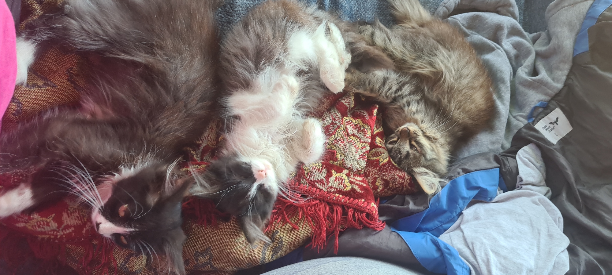 Three cats are sleeping on a patterned blanket. The top cat is black and white, facing upwards. The middle cat is black, white, and gray, sleeping on its back. The bottom cat is a tabby, curled up on its side. The scene is indoors.