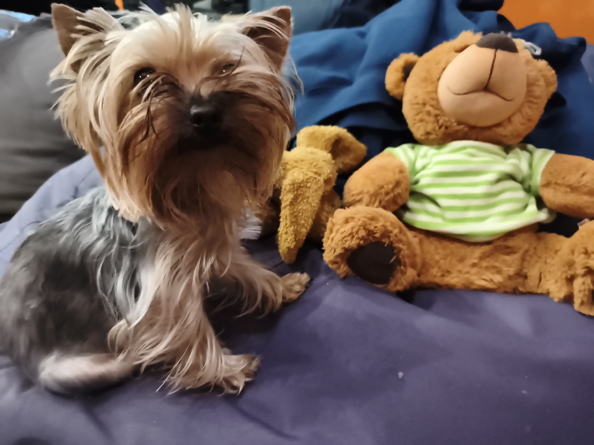 A small, long-haired Yorkshire Terrier sits on a blue fabric surface beside a brown teddy bear. The teddy bear wears a green and white striped shirt. A brown stuffed animal toy is positioned between the dog and the teddy bear. The dog is facing the camera. The background is blurry, and it is unclear where this picture was taken, thus I cannot confirm the location.