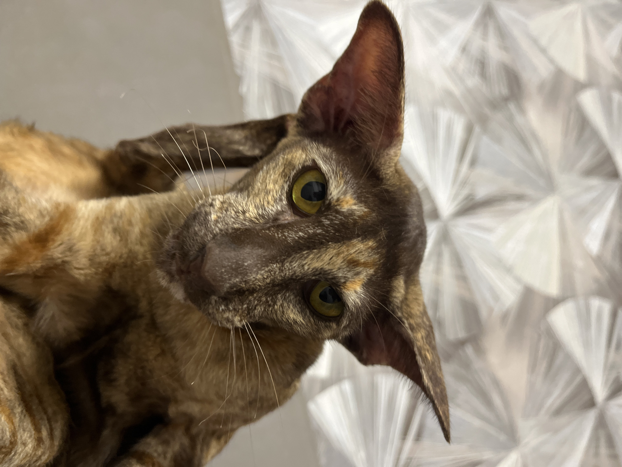 A close-up, low-angle shot captures a tortoiseshell Oriental Shorthair cat's head and upper body. The cat has large, pointed ears, almond-shaped yellow-green eyes, and a slender face with prominent whiskers. Its fur is a mix of dark brown and lighter tan brindled patterns. The background is blurred, with a textured, light-colored surface that appears to be a wall with an abstract, geometric design. There is no visible indication of the city of Chaikovsky, Russia, in this image.