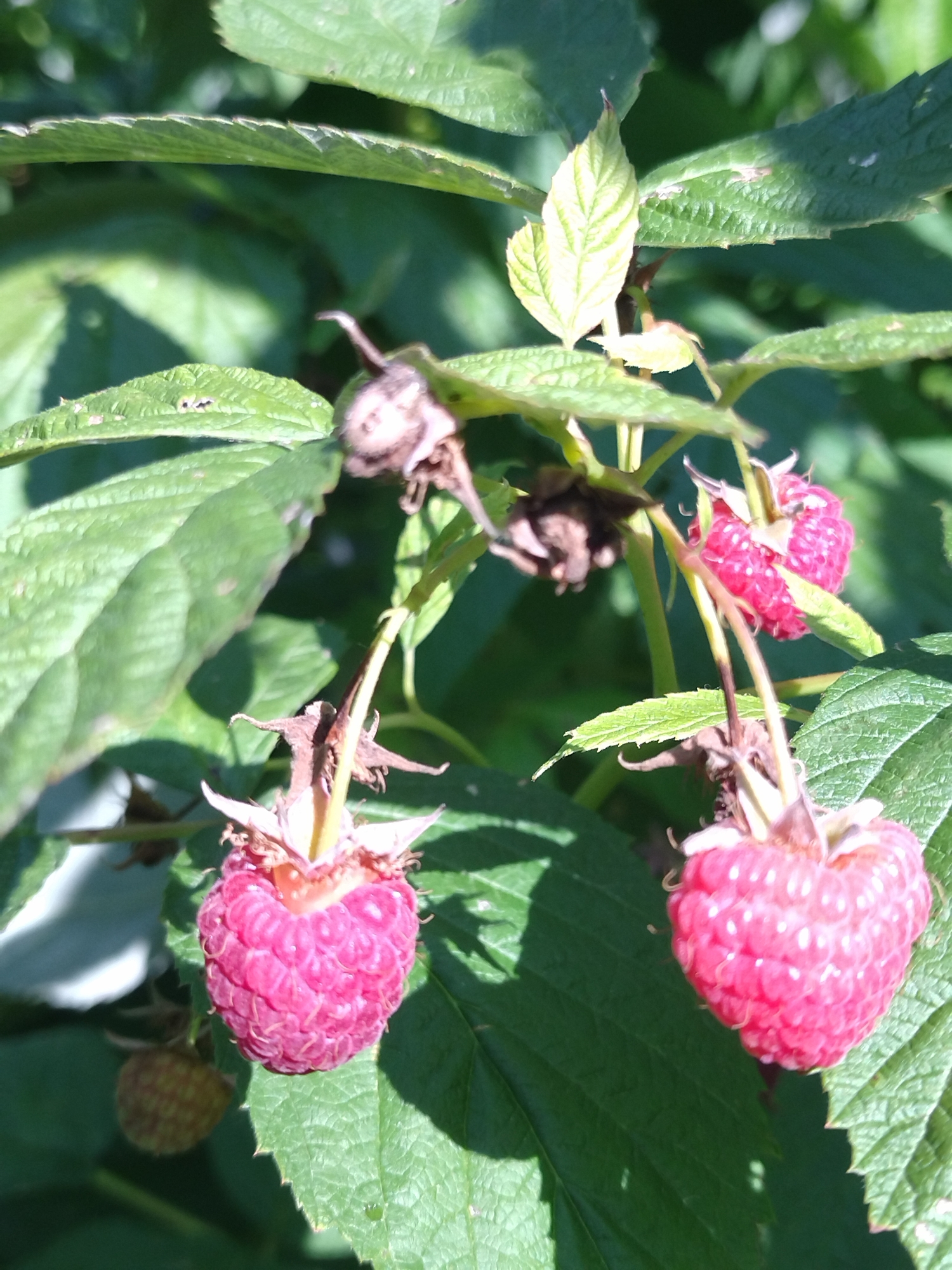 This is a close-up, vertical, eye-level, outdoor, daytime shot of raspberries on a bush. The raspberries are ripe and a vibrant pinkish-red color, with individual drupelets clearly visible. They are attached to thin, green stems and surrounded by lush green leaves, some of which are slightly curled or damaged. The lighting suggests a sunny day, with shadows cast by the leaves. There is a single unripe, greenish-yellow raspberry visible in the lower left quadrant of the image. The scene appears to be in a garden or natural setting. There are no people or animals present. The image does not contain any specific landmarks or features that would indicate its location within the city of Khmelnytskyi, Ukraine.