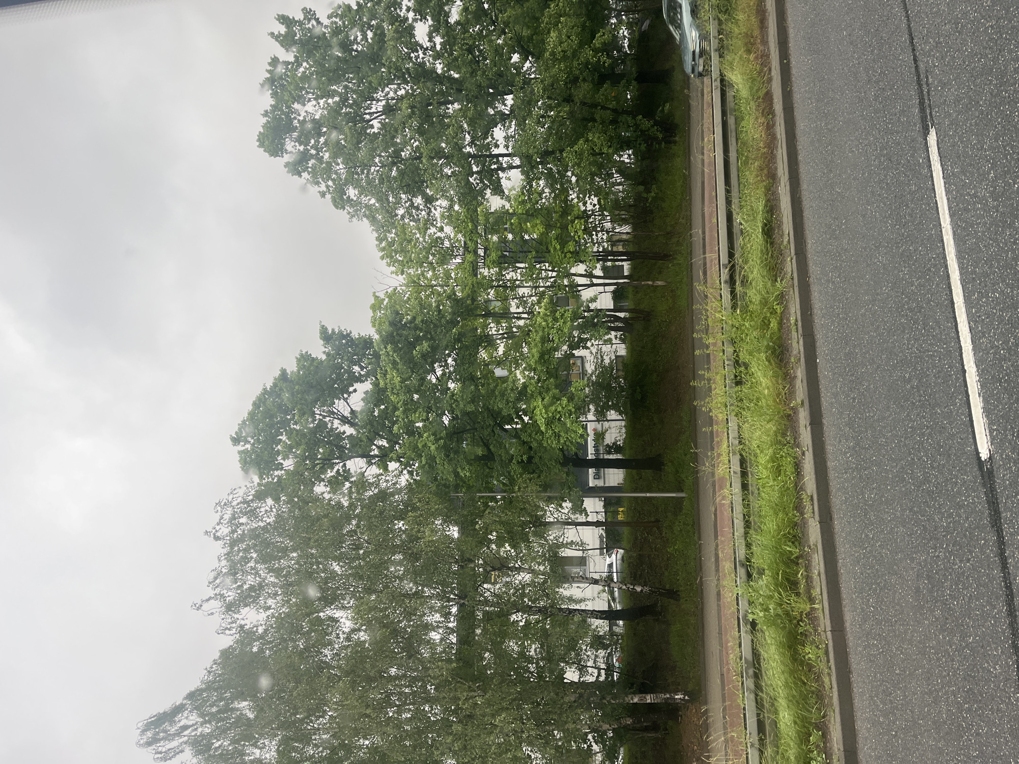 The image shows a street scene on an overcast day. A row of trees stands between a building and a road. The trees are a mix of deciduous trees with full green foliage and some birch trees with white bark. Behind the trees, a white building with visible windows is situated. Cars are parked in front of the building. A guardrail runs along the side of the road, and tall green grass grows on the other side of the guardrail, bordering a paved path. The road in the foreground is asphalt with a white lane marking. A silver car is visible driving on the road in the distance on the right side of the image. The sky is cloudy and grey.