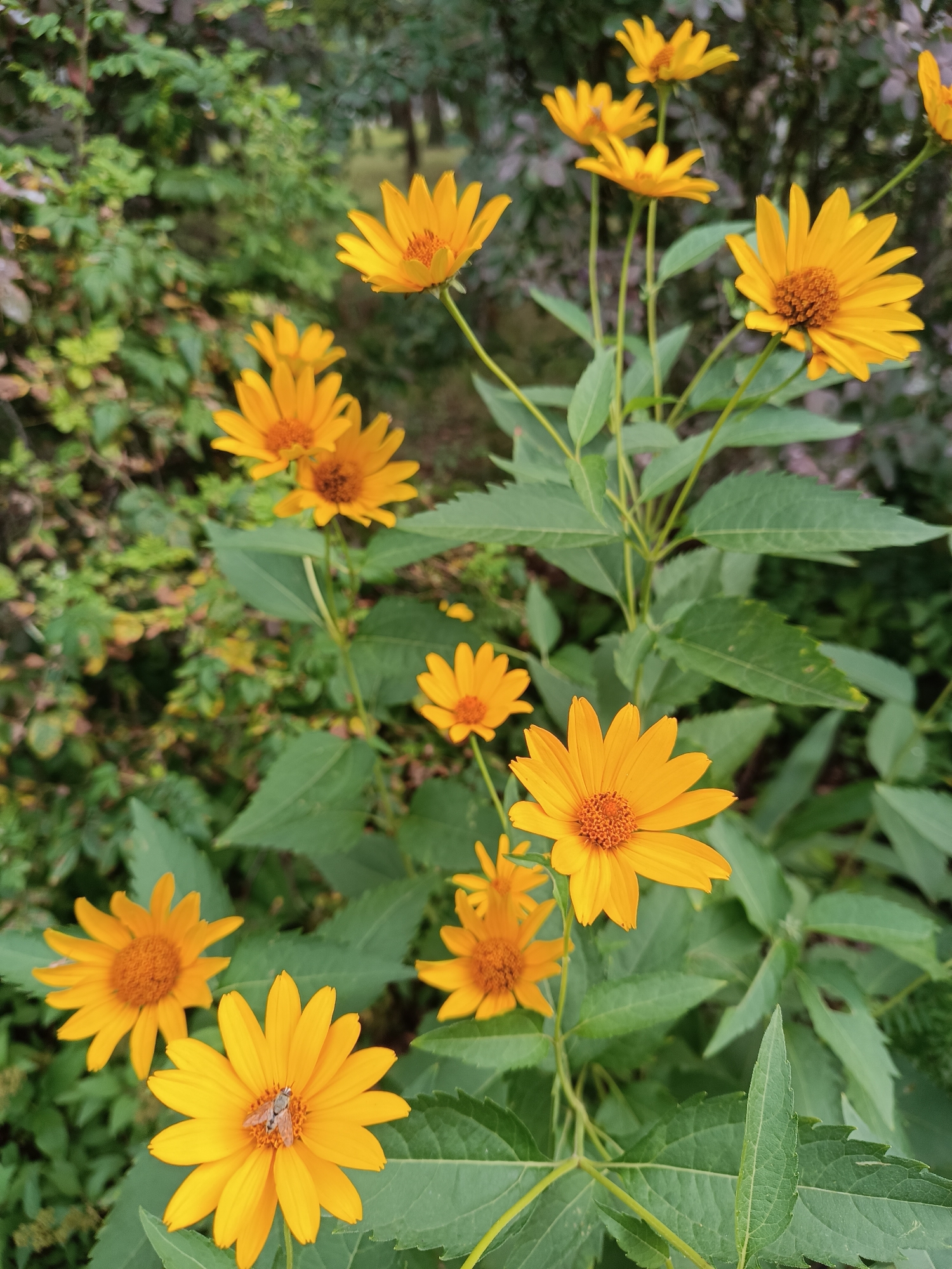 In Bykovo, Russia, a cluster of vibrant yellow flowers with orange centers dominates the foreground of this image. The flowers, some with delicate petals, are on slender green stems, with lush green foliage forming the background. One of the flowers in the lower-left quadrant of the image is visited by a fly, its tiny body visible on the petals. The scene appears to be a garden or a natural outdoor setting, with the soft focus of the background suggesting a shallow depth of field.