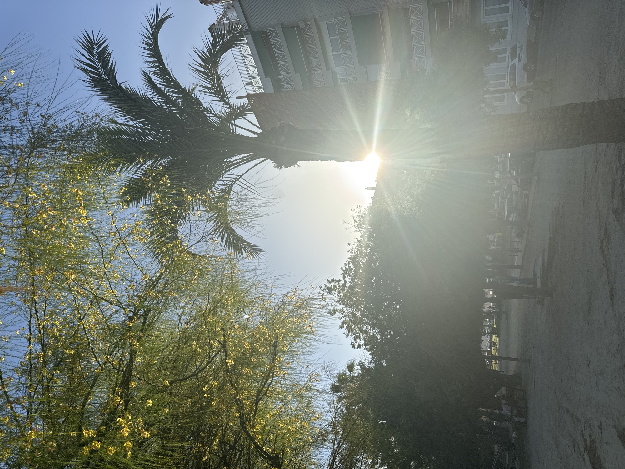 The image depicts a sun-drenched street scene in the city of Murcia, Spain. In the foreground, a tall palm tree stands prominently, its fronds silhouetted against the bright sun. The sun's rays are strongly diffused, creating a lens flare effect that illuminates the scene. To the left of the palm tree, a weeping acacia tree is in bloom with numerous small yellow flowers.
Behind the palm tree, a multi-story building with a brick facade and balconies with railings is visible. The building has a modern appearance with white window frames and some green awnings. Across the street, several cars are parked, including a white SUV.
The ground appears to be a sandy or dusty surface, suggestive of a public space like a park or plaza. In the background, beyond the palm tree and cars, are more trees and the faint outlines of other buildings. There are a few indistinct figures of people walking or sitting in the distance, but their features are not clear due to the bright sunlight and distance. The overall impression is a bright, warm day in an urban environment, likely in a southern European city given the presence of palm trees and the architectural style.