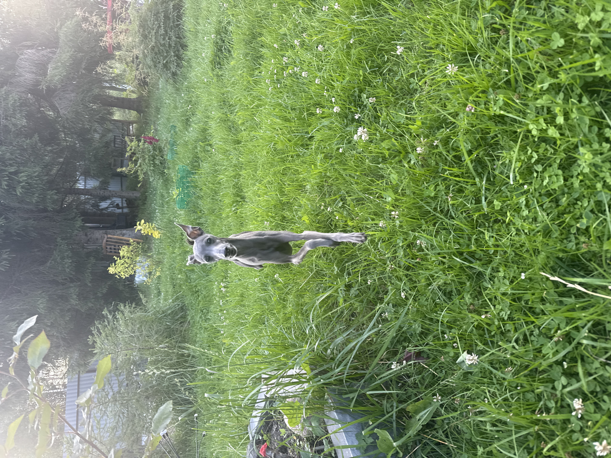 An Italian Greyhound is captured in mid-stride, running across a lush green lawn dotted with small white clover flowers. The dog, predominantly gray in color, is facing the camera with its ears perked and its body leaning forward. The background consists of dense green foliage and trees, with hints of a fence and possibly some discarded items like green crates visible further back. The lighting suggests it is daytime, possibly late afternoon, with sunlight filtering through the trees. The scene appears to be in a residential backyard in the city of Lyady, Russia.