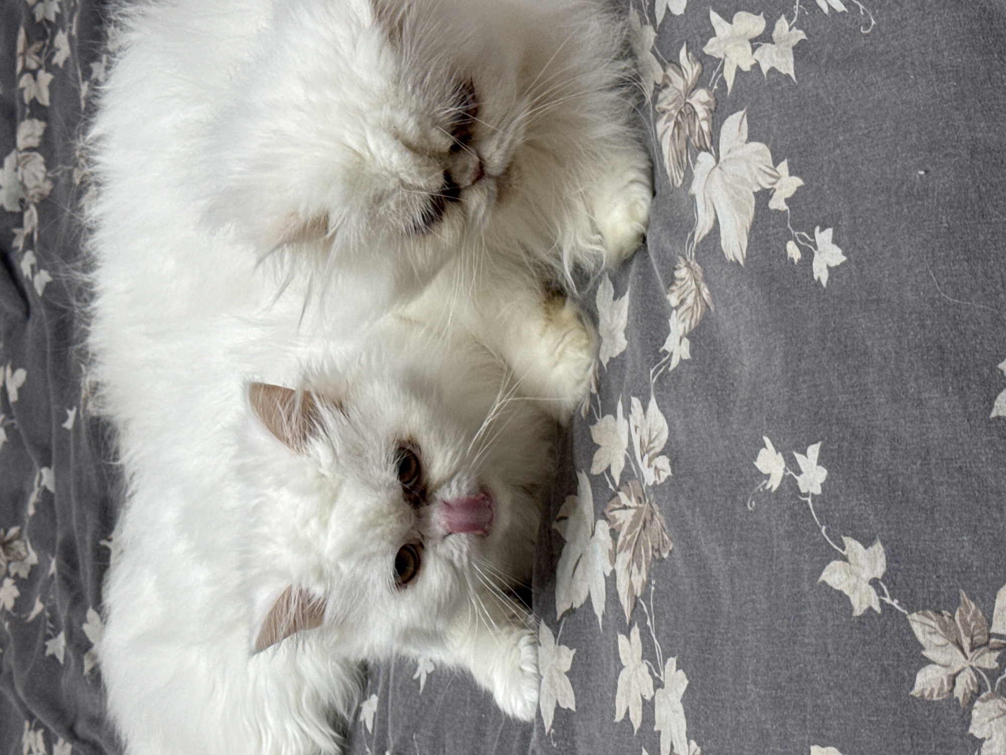 The image shows two white Persian cats lying on a gray blanket with a floral pattern. The cat in the foreground has its tongue slightly sticking out. The location is not discernible and there is no indication that the location is in Burgas, Bulgaria.