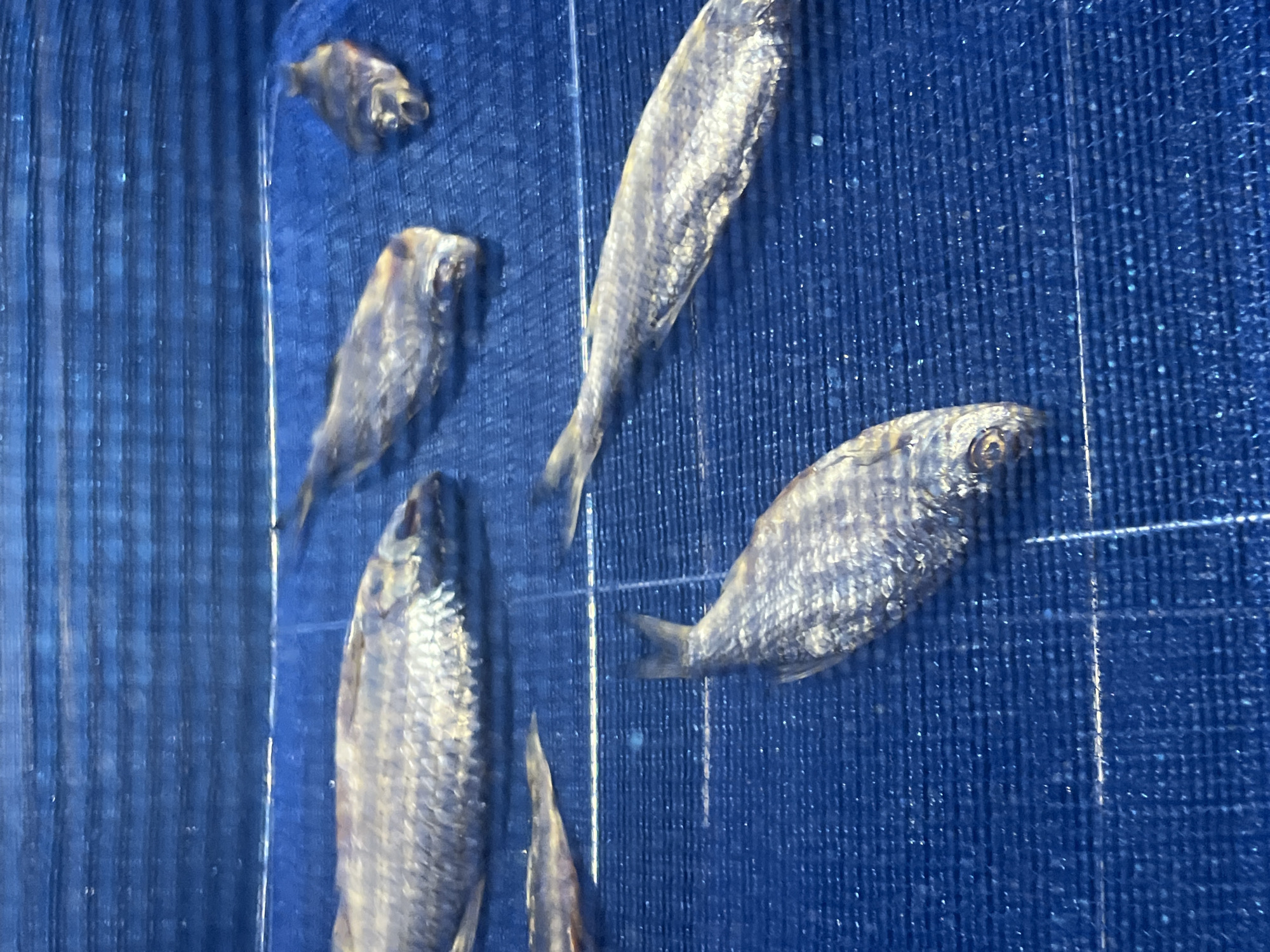 The image depicts a close-up view of several dried fish laid out on a blue, textured surface. The fish are of varying sizes and appear to be silver or gray in color, with visible scales and fins. Some fish are positioned horizontally, while others are at an angle. The blue surface has a grid-like pattern, possibly indicating a drying rack or a patterned fabric. The lighting creates reflections on the scales of the fish, giving them a slightly glossy appearance. The scene is presented in a top-down perspective. There are no people or other identifiable objects in the image. The location in the city of Vasilyevo, Russia is not discernible from the visual information provided.