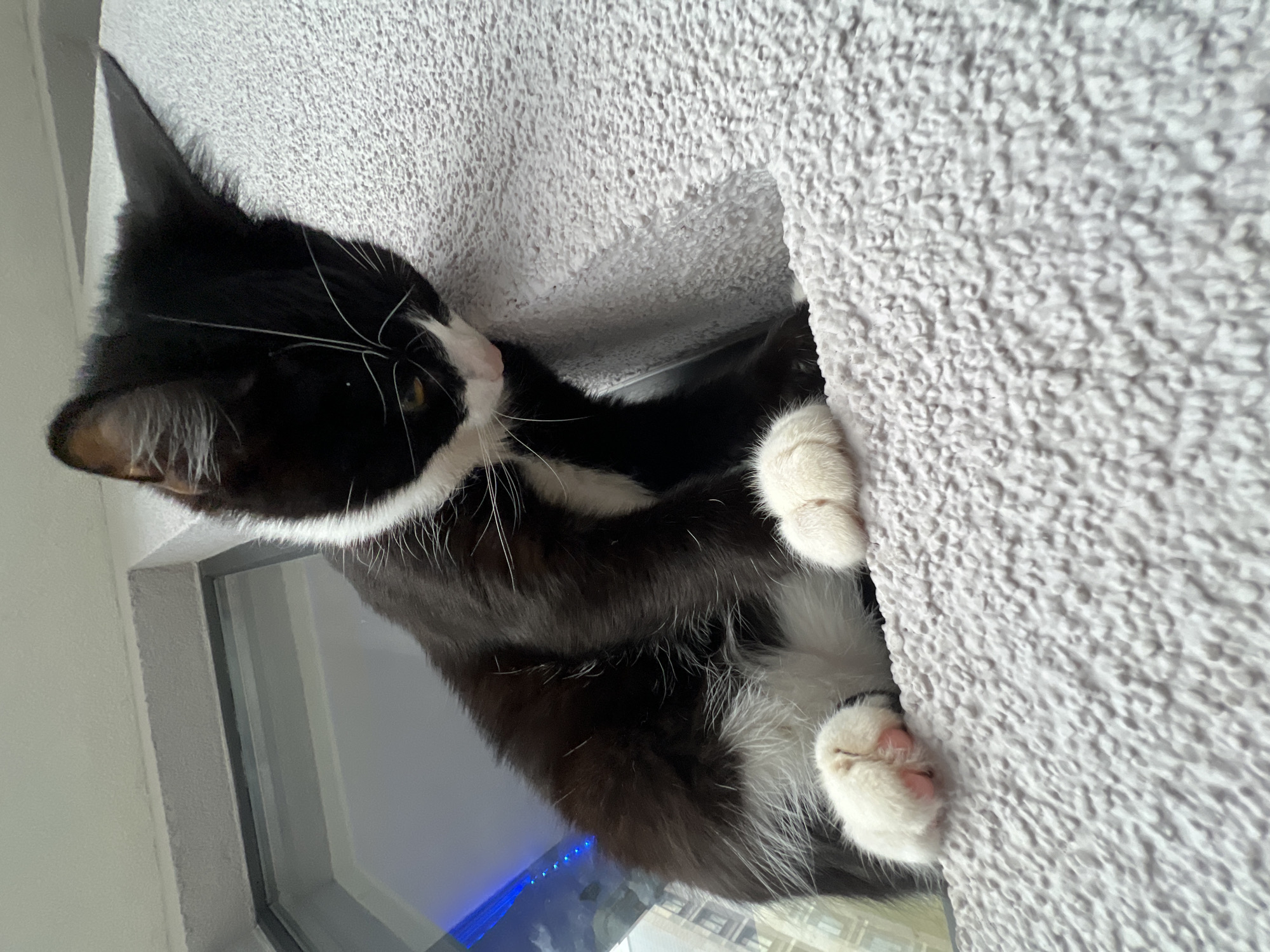 The image captures a black and white tuxedo cat positioned within a light gray, textured, carpeted cubby or bed, likely part of a cat tree or similar furniture. The cat has predominantly black fur with white markings on its chest, paws, nose, chin, and whiskers. Its eyes are a light yellow or amber color.
The cat's head is turned towards the left, looking out from the opening of the cubby. Its front paws, which are white with visible pink paw pads, are resting on the edge of the carpeted structure. Behind and below the cat, a window or glass panel is visible, allowing natural light into the indoor setting. A faint blue light source can be seen below the cat's body, possibly from an electronic device. The background consists of a textured light-colored wall or ceiling. The lighting suggests it is daytime. The cat appears calm and relaxed. There is no visible text in the image.
