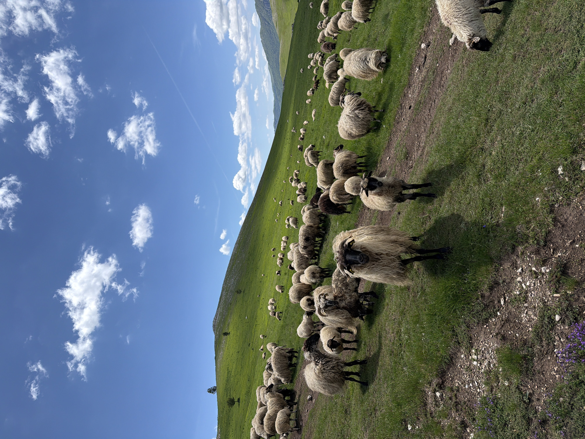The image depicts a pastoral scene in Novakovići, Montenegro, featuring a large flock of sheep grazing on a verdant, undulating hillside under a clear blue sky. The sky is dotted with scattered white cumulus clouds, and a faint white contrail is visible in the upper right quadrant. The landscape consists of expansive green slopes, with a prominent hill rising in the background. A few sparse deciduous trees are visible on the distant hills.
A narrow dirt track or path traverses the foreground and midground, winding through the grassy terrain. Numerous sheep populate the hillside, spread across various distances. In the immediate foreground, a sheep with thick, light-colored wool and a dark face and legs stands facing the viewer, slightly right of center. To its left and slightly behind, another smaller sheep with similar characteristics is visible. Other sheep are observed in various activities, primarily grazing, with their heads lowered to the grass. The sheep exhibit a range of wool colors, from creamy white to beige and some with darker brown or black patches on their bodies or faces.
The ground in the foreground shows patches of bare earth and small white stones, particularly along the dirt path. Small clusters of purple wildflowers are discernible in the bottom left corner of the image. The overall impression is a sunny, temperate day in a rural, mountainous environment where livestock farming is present.