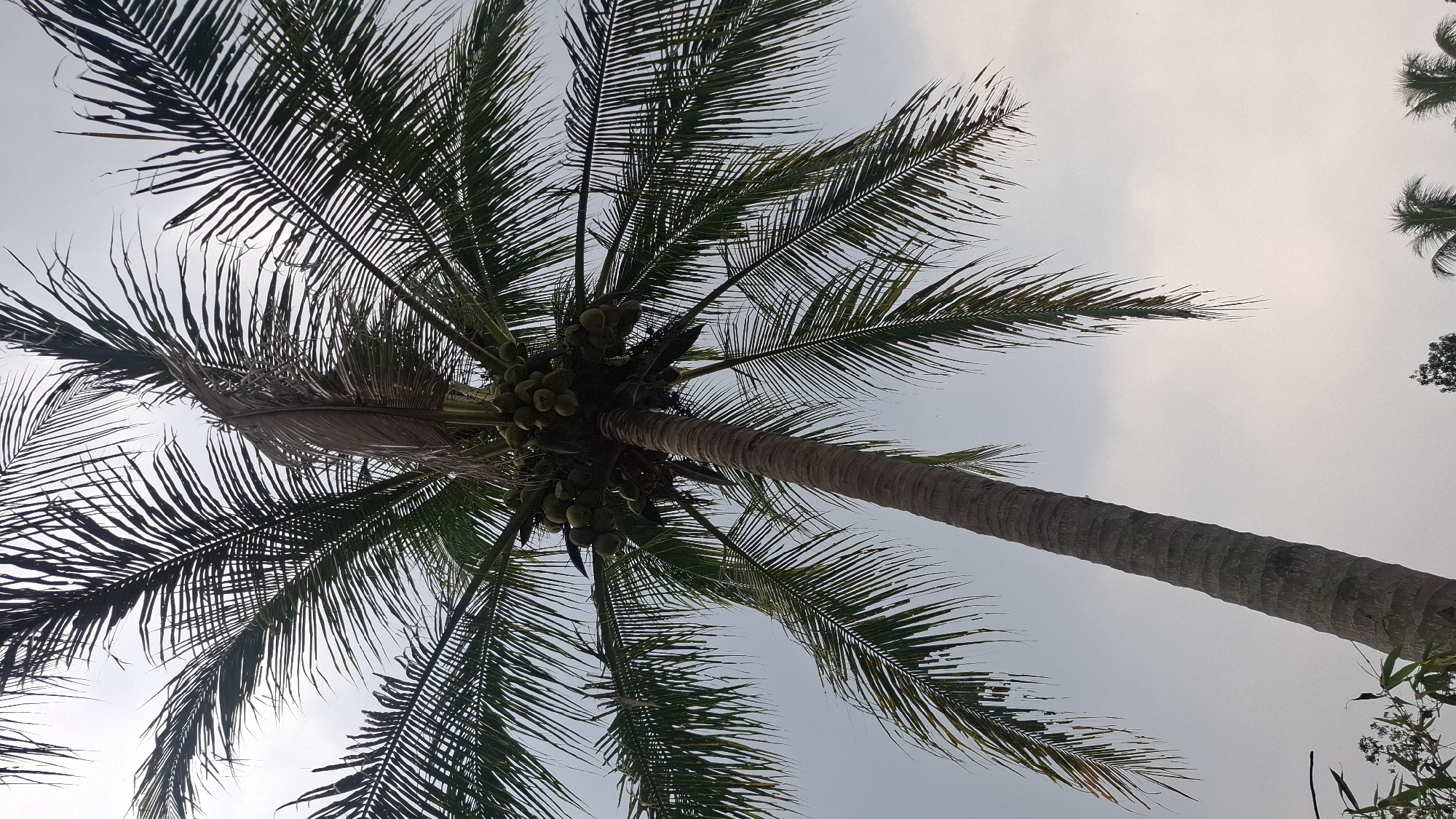 The image is an upward-facing, vertical shot of a coconut palm tree against a cloudy sky. The tree is tall and slender, with a rough, textured trunk. Its fronds are spread wide, some appearing healthy and green, while others show signs of drying and browning. A cluster of green coconuts is visible near the top of the trunk, amidst the fronds. In the lower portion of the image, the tops of other trees and foliage are visible, suggesting a natural or semi-natural environment. The sky is overcast, with a muted, diffused light. There are no people or discernable structures visible in the frame that would indicate a specific urban location.
