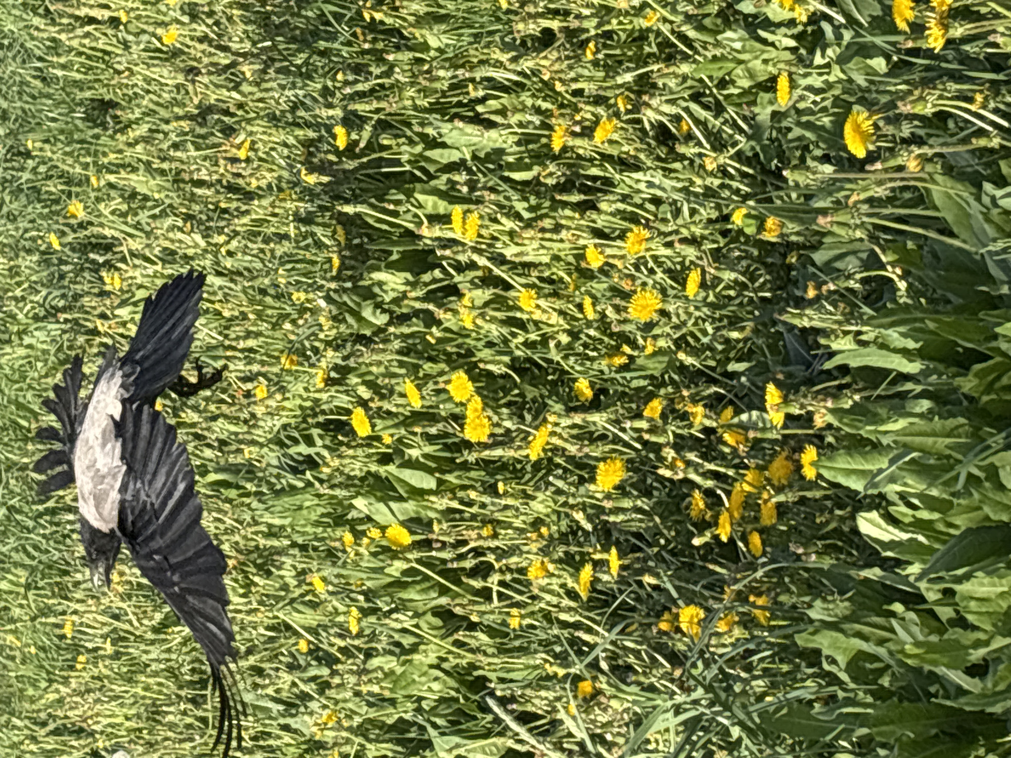 The image shows a dead bird lying on a field of dandelions. The bird is black and white and appears to be a magpie. The dandelions are yellow and green, and the field is located outdoors with ample light exposure. The location of the photograph is in a field, perhaps within or near the city of Chaikovsky, Russia. No people are visible in the image. The primary subjects are the dead bird and the surrounding dandelions.