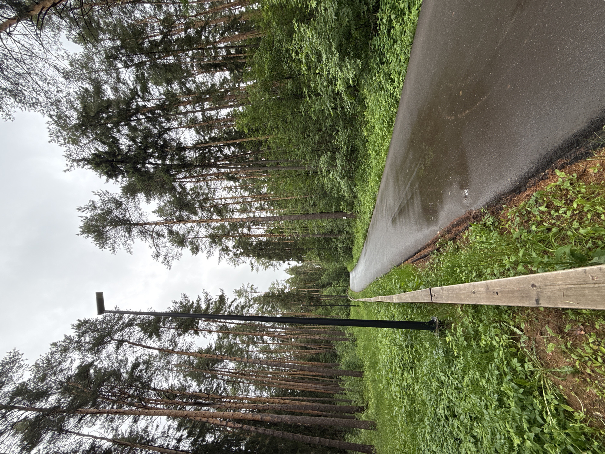 This image depicts a paved asphalt path winding through a dense forest in Votkinsk, Russia. The path, dark grey and appearing wet from recent precipitation, curves gently to the right and recedes into the background. A prominent, modern, black lamppost with a rectangular light fixture stands on the left side of the path in the foreground. Several identical lampposts are visible further down the path on the right, indicating an illuminated route.
To the left of the path, a long, light brown wooden barrier separates the pavement from a lush green undergrowth consisting of various low-lying plants and grasses. Behind this vegetation, a dense stand of tall, slender pine trees with brown trunks and green needle-like foliage extends upwards, dominating the left side of the frame.
On the right side of the path, the forest consists of a mix of tall coniferous trees and a thick layer of younger, deciduous trees and shrubs, creating a dense green wall of foliage. The sky overhead is a uniform, overcast grey, suggesting a cloudy day or recent rainfall. No individuals, vehicles, or animals are present within the scene. The overall environment suggests a well-maintained park or nature trail.
