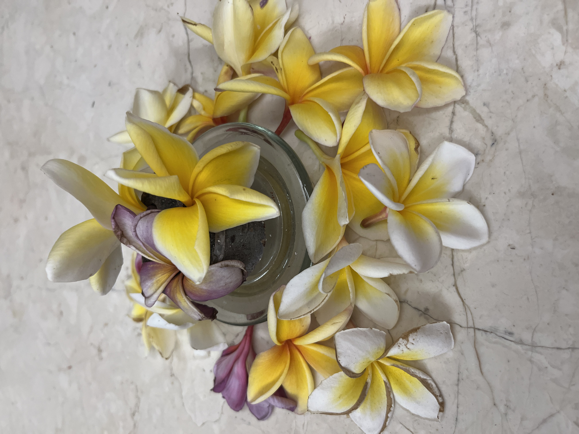 The image shows a close-up, high-angle shot of several plumeria flowers scattered around a small, clear glass dish on a marble surface. The flowers are a mix of yellow and white, with some showing purple hues. The dish appears to contain some dark material, possibly soil or sand. The marble surface has a light color with faint gray veining. The lighting is soft, creating gentle shadows. The scene suggests a decorative arrangement, possibly in a home or hotel in Kuta Selatan, Indonesia, known for its abundance of plumeria flowers. There are no people or animals present.