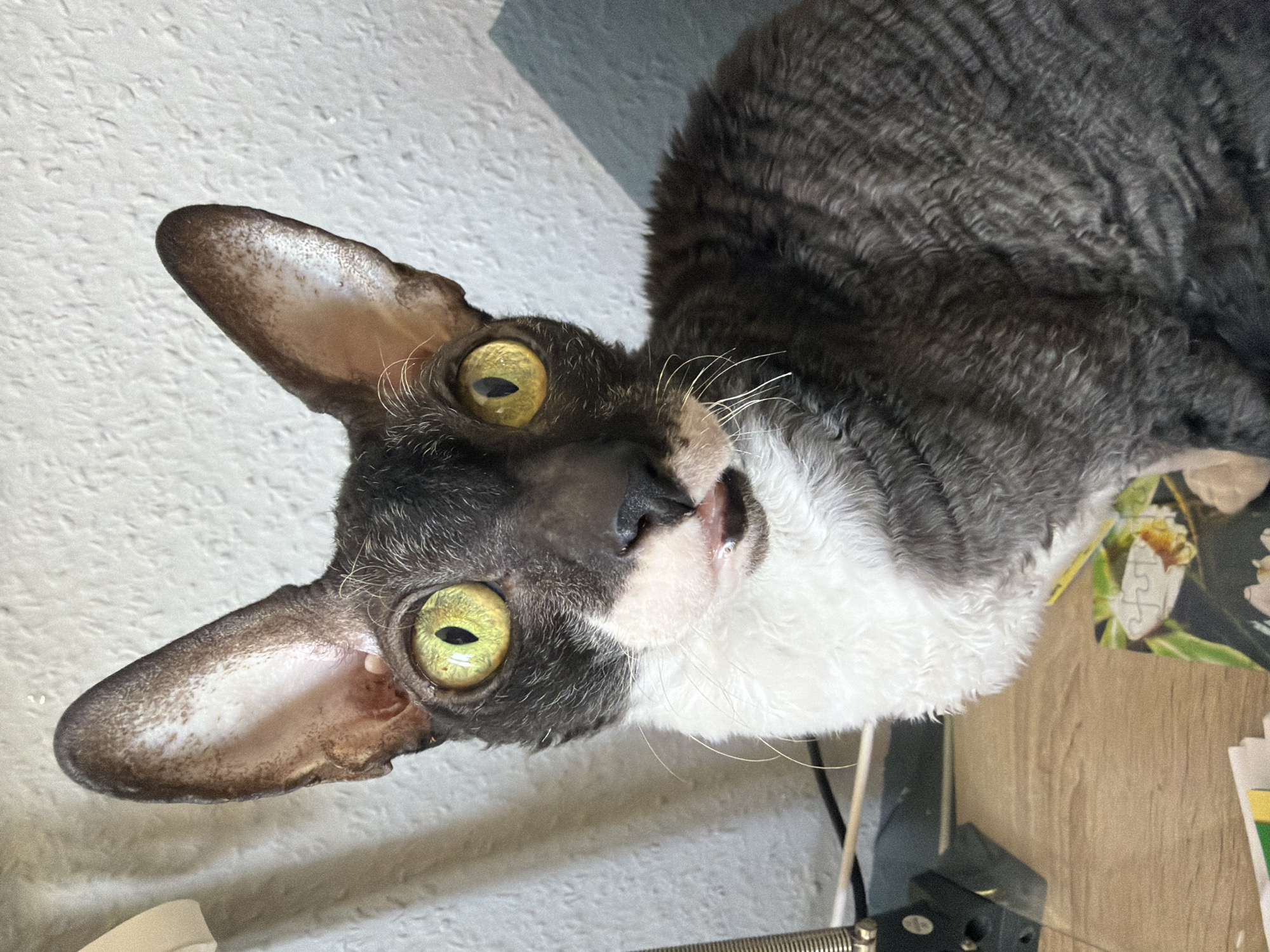 A close-up, head-on, eye-level, indoor, medium-shot photograph shows a black and white Cornish Rex cat with large, bright yellow-green eyes. The cat's ears are very large and pointed, with a textured inner surface. Its fur is dark grey and curly, contrasting with a white chest and muzzle. The cat's mouth is slightly open, with its pink tongue visible. The background is a textured, off-white wall, with a diagonal shadow in the upper right corner. To the left, a portion of a desk with a wooden surface is visible, along with a black object that appears to be a lamp or electronic device, and a few papers. The overall impression is that the cat is indoors, likely in a residential setting in Yekaterinburg, Russia, possibly on a desk or table near a window.