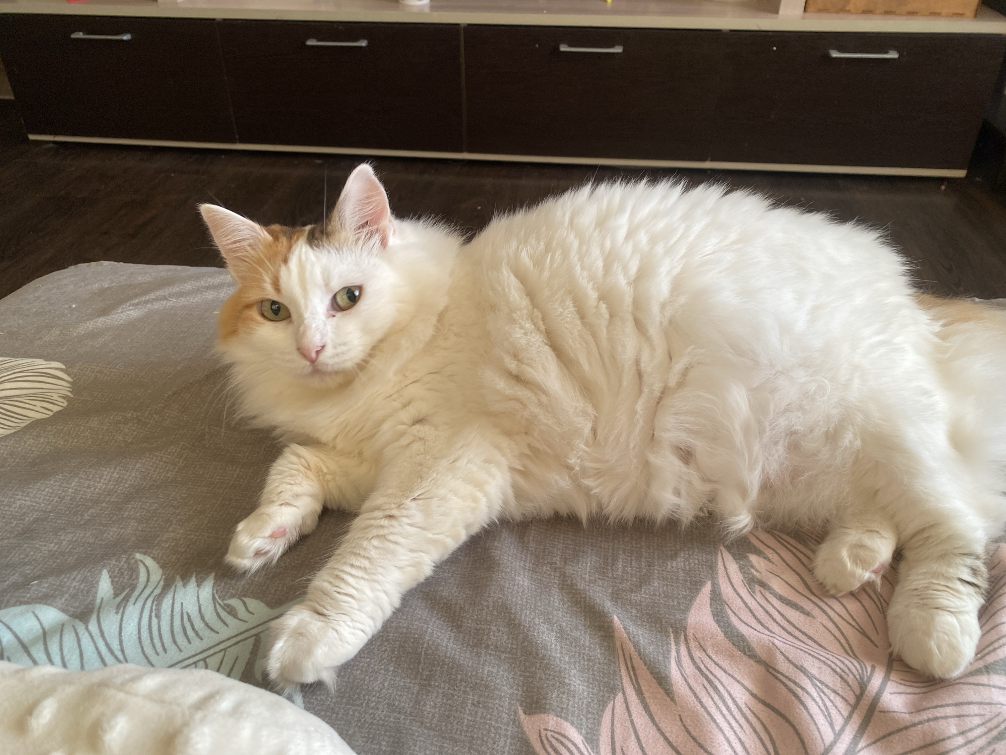 A long-haired cat, predominantly white with patches of ginger and brown on its head and tail, is observed lying prone on a patterned blanket. The cat features greenish-yellow eyes and visible pink paw pads on its front left paw. The blanket, light grey, is adorned with teal and pink feather-like patterns. In the background, a dark brown cabinet or dresser with two silver horizontal handles is situated against a wall. A dark brown floor is visible beneath the cabinet. The scene depicts an indoor domestic setting. The exact location within the city of Chaikovsky, Russia, cannot be determined from the provided image.