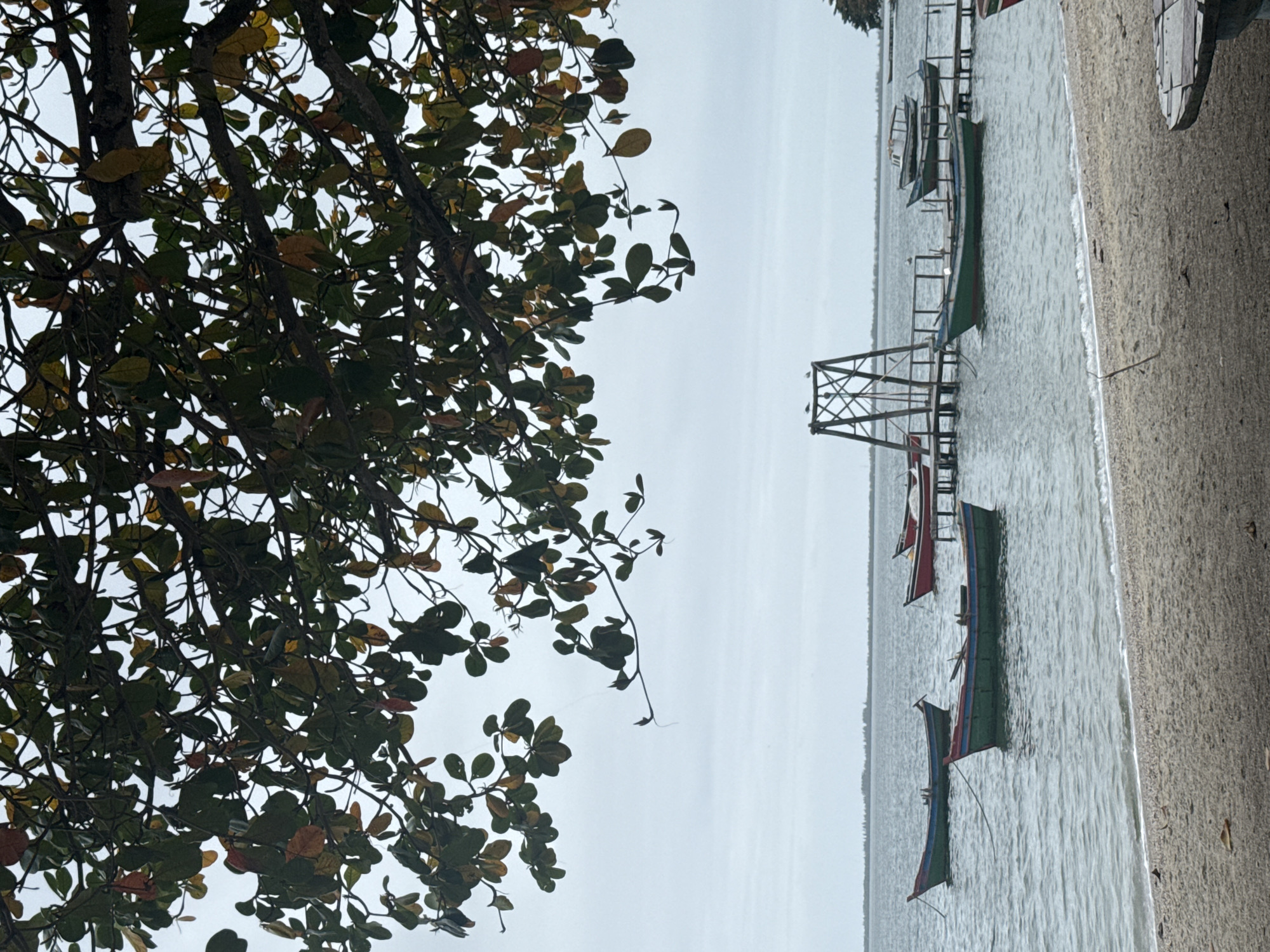 This image depicts a tranquil scene by the water in São Pedro da Aldeia, Brazil, likely on a cloudy day, given the overcast sky. In the foreground, a sandy beach transitions into calm, gray-blue water. A tree with dense foliage, featuring a mix of green and autumnal-colored leaves, hangs over the scene from the upper left, casting subtle shadows.

Several small, wooden fishing boats are scattered across the water. Two are anchored close to the shore: one is primarily green with a red stripe, and another is a darker green with a red trim. Further out, a red boat is visible, and beyond that, a white and green boat is moored near a wooden pier. The pier extends from the right side of the frame and is supported by a wooden structure with crossbeams and vertical supports. Another boat, green with a white interior, is tied to this pier.

The horizon line is low, with a distant, hazy coastline visible across the water. The overall atmosphere is serene and quiet, suggesting a typical day in this coastal Brazilian city. There are no people visible in the image, and the focus is on the natural elements and the resting boats.