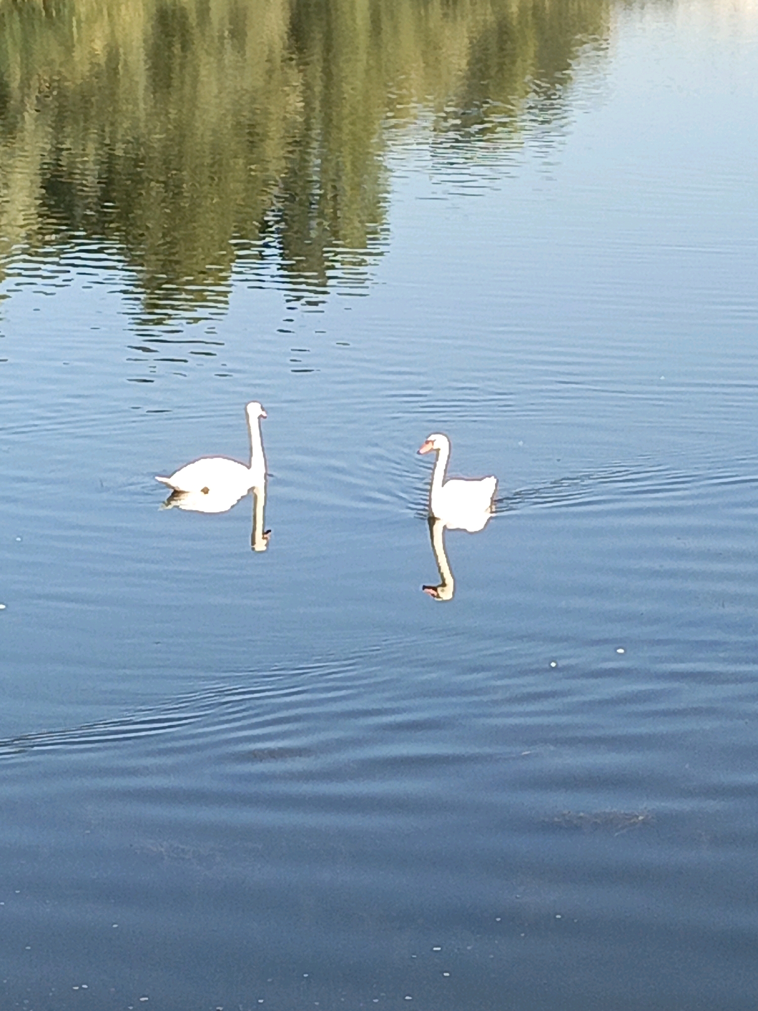 Two white swans are swimming in the calm waters of the Dnipro River in Kremenchuk, Ukraine. The swans are positioned in the lower half of the image, with their reflections clearly visible on the water's surface. The background of the image shows a blurry reflection of trees and vegetation on the riverbank. The water is a deep blue color with gentle ripples. The lighting suggests it is daytime.