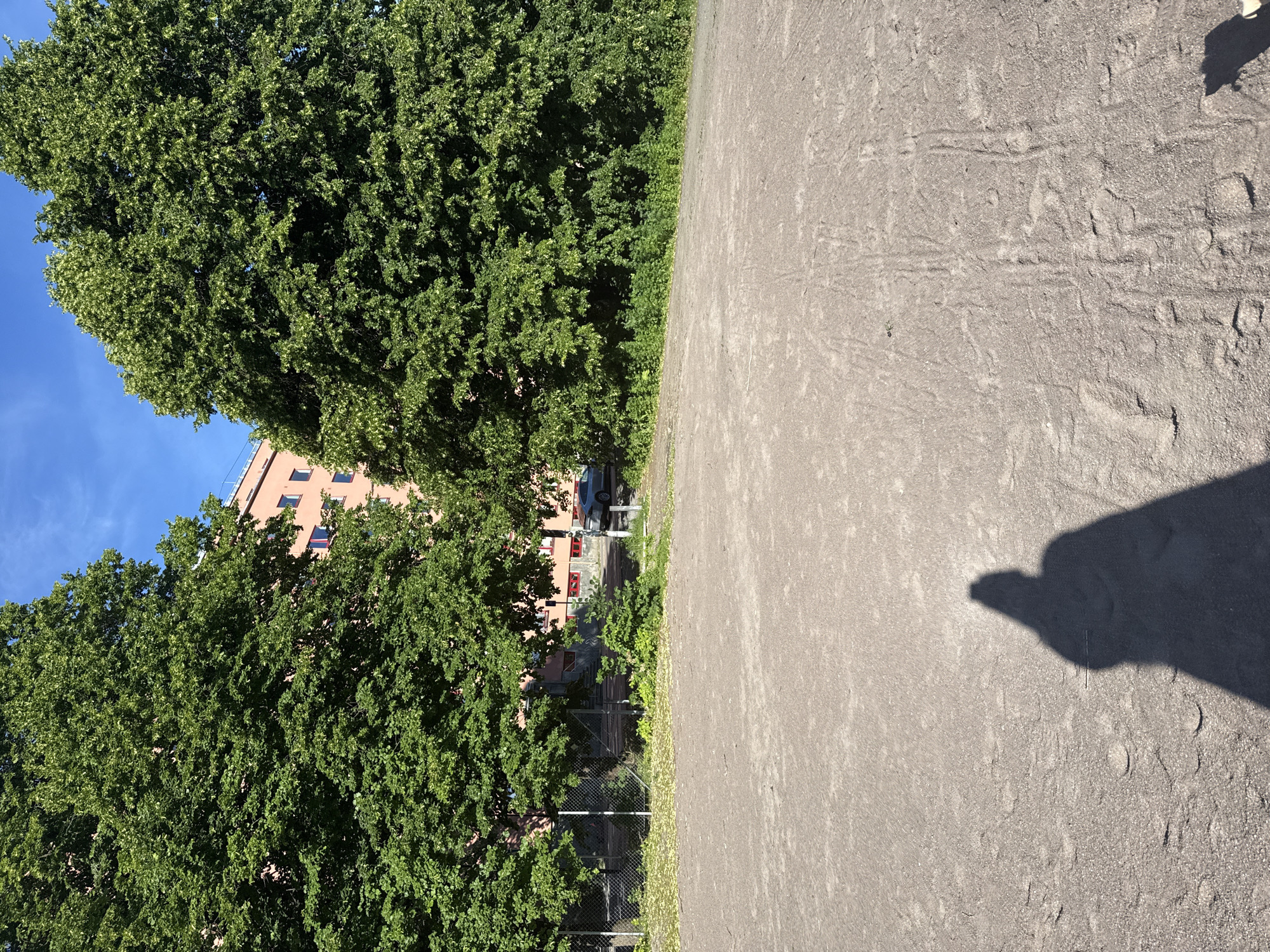 The image shows a sunlit, outdoor scene in Oslo, Norway. In the foreground, a sandy or gravelly ground surface is visible, with tire tracks and some scattered leaves. A prominent shadow of a person, cast from the right, stretches across the ground. In the background, two large, leafy green trees dominate the scene. Behind the trees, a multi-story building with a pinkish-orange facade and several windows can be seen. A dark-colored car is parked near the building, partially obscured by the trees. A chain-link fence runs along the edge of a grassy area between the trees and the foreground surface. The sky above is clear and blue. The overall impression is of a park or recreational area within a city setting.