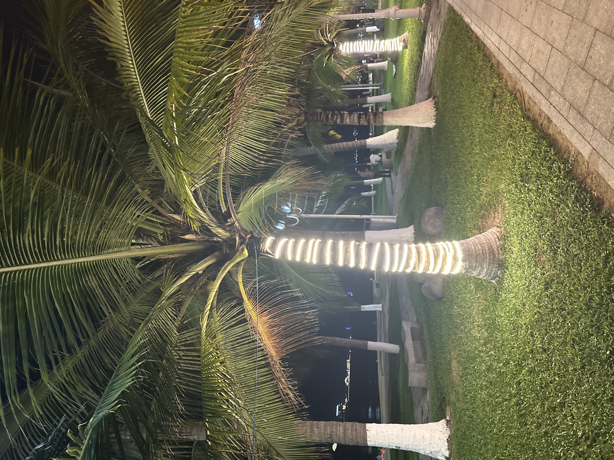 This is a nighttime photograph depicting a tropical outdoor setting, likely a promenade or resort area along a waterfront in Nha Trang Ward, Vietnam. The scene is dominated by numerous palm trees with long, frond-like leaves that appear dark against the night sky, while some are subtly illuminated from above.
The most prominent feature is a line of palm trees, some of whose trunks are wrapped with bright white string lights, creating a decorative and warm ambiance. These lit trees extend into the background, receding into the darkness. The ground consists of neatly manicured green grass, which separates the palm trees from a paved, tiled pathway visible on the right side of the image. Small, dark stones or rocks are occasionally seen at the base of some tree trunks.
In the background, beyond the line of trees and grass, a calm body of water is visible, reflecting distant lights that suggest a city or buildings on the opposite shore. The overall impression is one of a peaceful and well-maintained evening environment. There are no clearly discernible people or specific activities taking place, contributing to the tranquil atmosphere. The time of day is definitively night, and the weather appears clear. No visible text is present in the image.