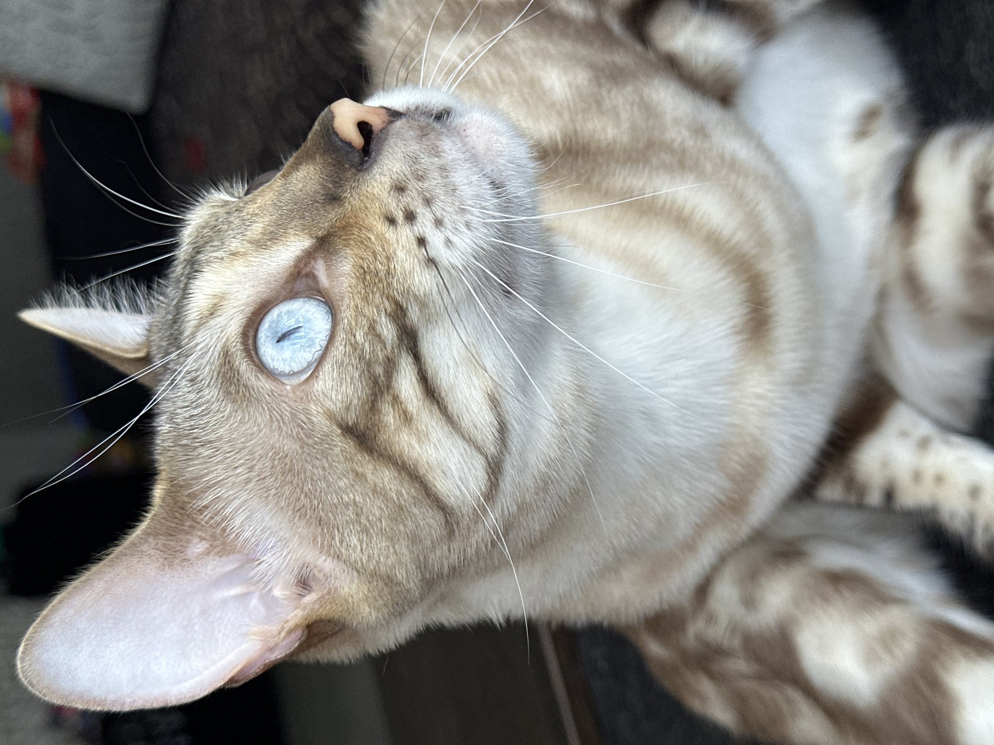 A close-up, eye-level, portrait of a light brown Bengal cat with blue eyes is depicted. The cat is facing to the right, with its head and upper body filling the frame. Its fur displays characteristic Bengal markings of brown rosettes on a lighter, cream-colored background. The cat's striking blue eyes are wide open, and its gaze is directed upwards and to the right, suggesting it is observing something off-camera. The cat's pink nose and prominent white whiskers are clearly visible. The background is blurred and dark, with hints of furniture or a sofa, and potentially some colorful objects in the far distance, suggesting an indoor environment. There is no indication of the cat's location within the city of Energetik, Russia.