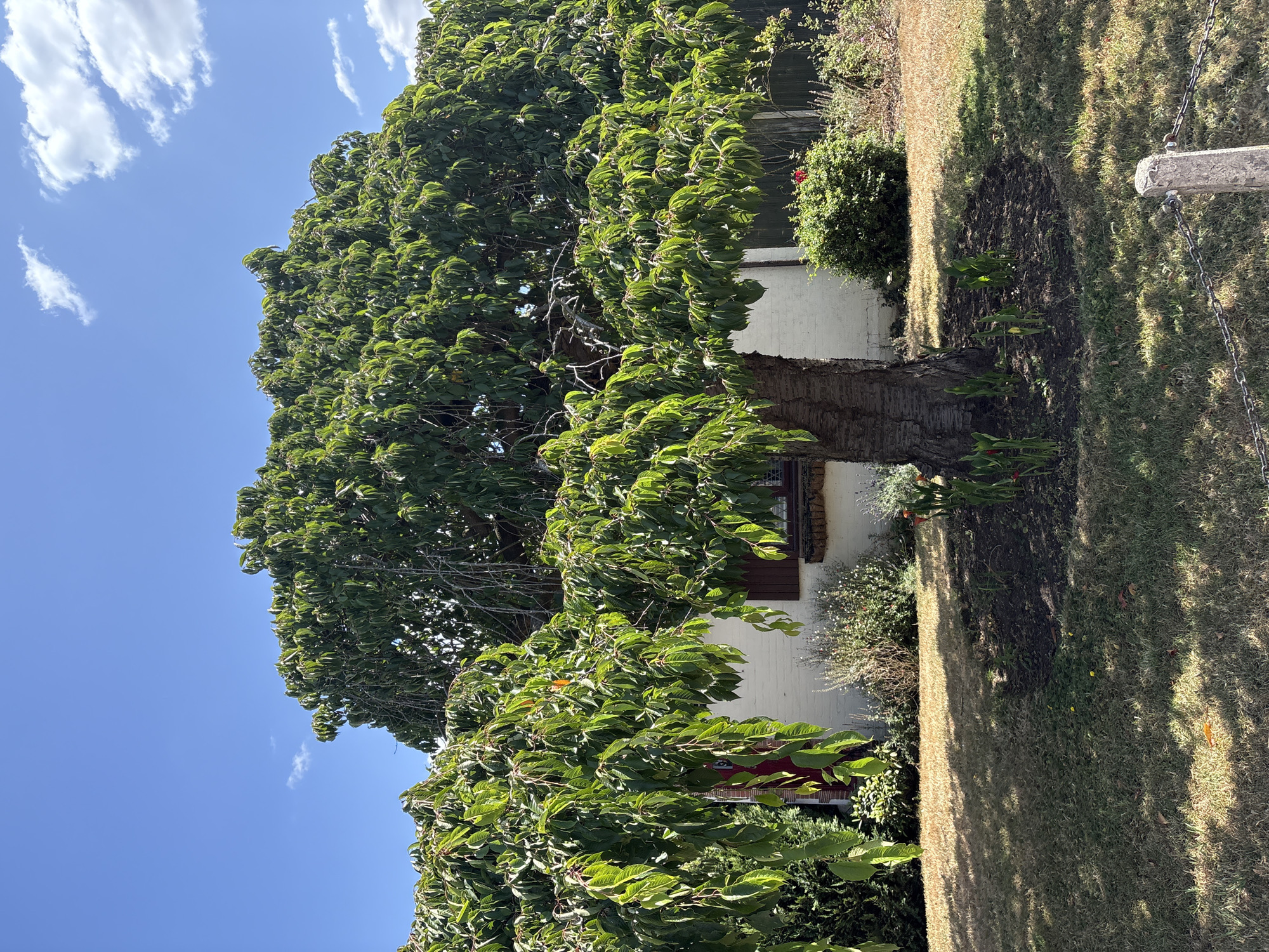 The image depicts a large, mature tree with dense, green foliage, its branches drooping downwards, creating a cascading effect. The tree's trunk is thick and textured. In the background, a white building with dark brown shutters on a window is visible. The building appears to be a house. The surrounding area is a garden with dry, brown grass in some sections and greener patches elsewhere, suggesting a recent dry spell. There are some small plants and flowers around the base of the tree, as well as some taller, wispy plants bordering the building. A partial view of a white fence post with a chain is present in the foreground. The sky is blue with scattered white clouds. The scene is a residential garden bathed in sunlight. The image does not contain any people, nor does it provide any specific visual cues to pinpoint its exact location within the city of Chelmsford, United Kingdom.