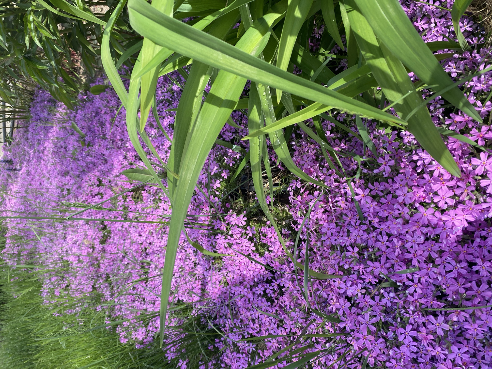 A dense field of small, purple, five-petaled flowers dominates the image. The flowers appear to be a ground cover, completely filling the ground surface. Bright green, linear leaves of taller plants, possibly daylilies, emerge from within and above the flower field. The location of the image is likely outdoors in a garden. Since this is a garden shot, the likelihood that it is somewhere specific like Chaikovsky, Russia is unlikely.
