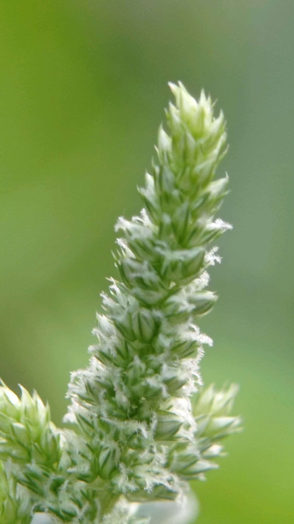 The image is a close-up shot of a green foxtail grass spike against a blurred green background. The spike is elongated and textured, with visible small, pointed florets that appear to be covered in fine white hairs. The lighting is soft, highlighting the delicate details of the grass. The environment suggests an outdoor, natural setting, likely a park or garden, given the focus on the plant and the bokeh effect of the background. There are no people or any other objects visible in the frame, only the detailed texture of the grass spike and its soft green surroundings. The location is specified as Mulyoagung, Indonesia, implying this particular type of grass is found there.