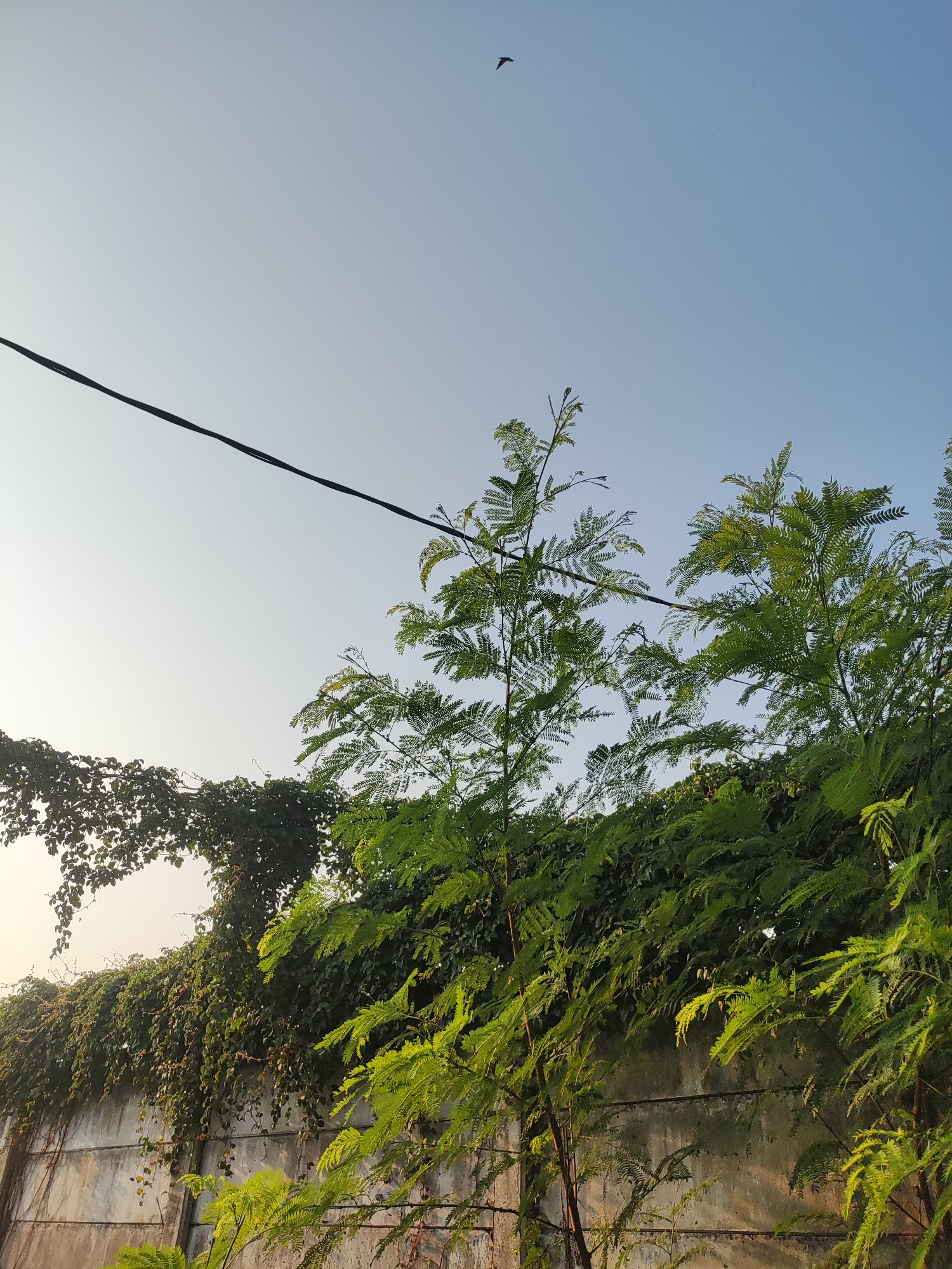The image depicts a concrete wall overgrown with green foliage in East Jakarta, Indonesia. A power line stretches across the clear blue sky, with a bird silhouetted against it. Lush green vines cascade down the wall, and feathery green trees with compound leaves stand in front, their branches reaching upwards. The lighting suggests it is either early morning or late afternoon, casting a warm glow on the scene. The wall appears weathered, with some discoloration and texture marks.