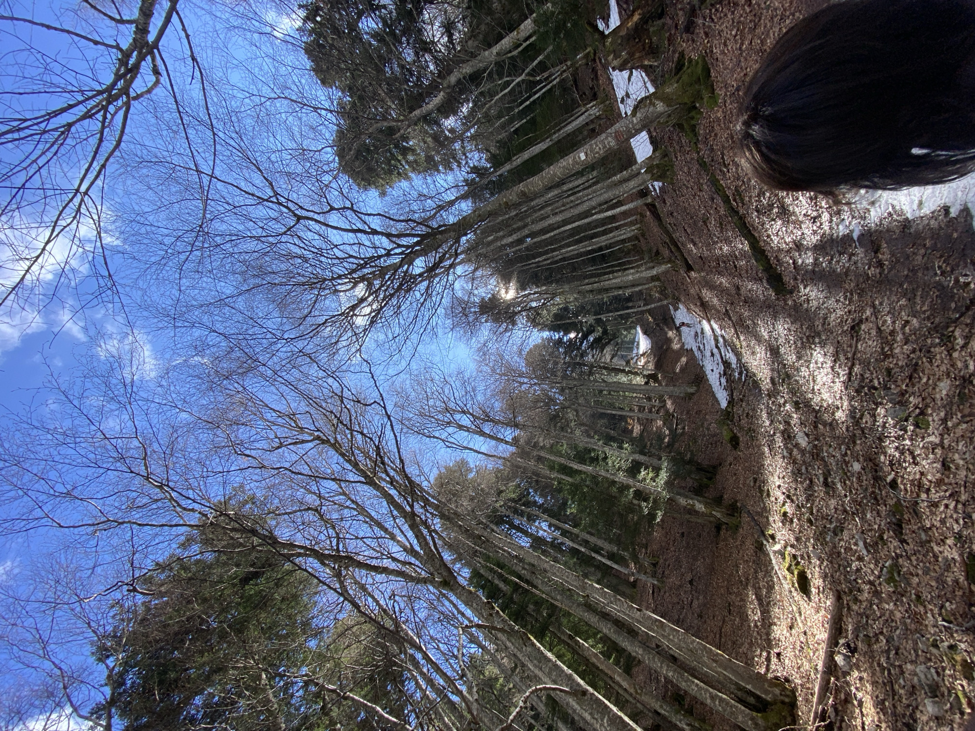The image shows a forest scene, likely in Saint-Michel-les-Portes, France. The perspective is upward, showing tall, mostly bare trees against a blue sky with wispy clouds. Some trees are evergreen. The ground is covered in brown leaves and patches of snow. An area of black hair is visible in the upper right.