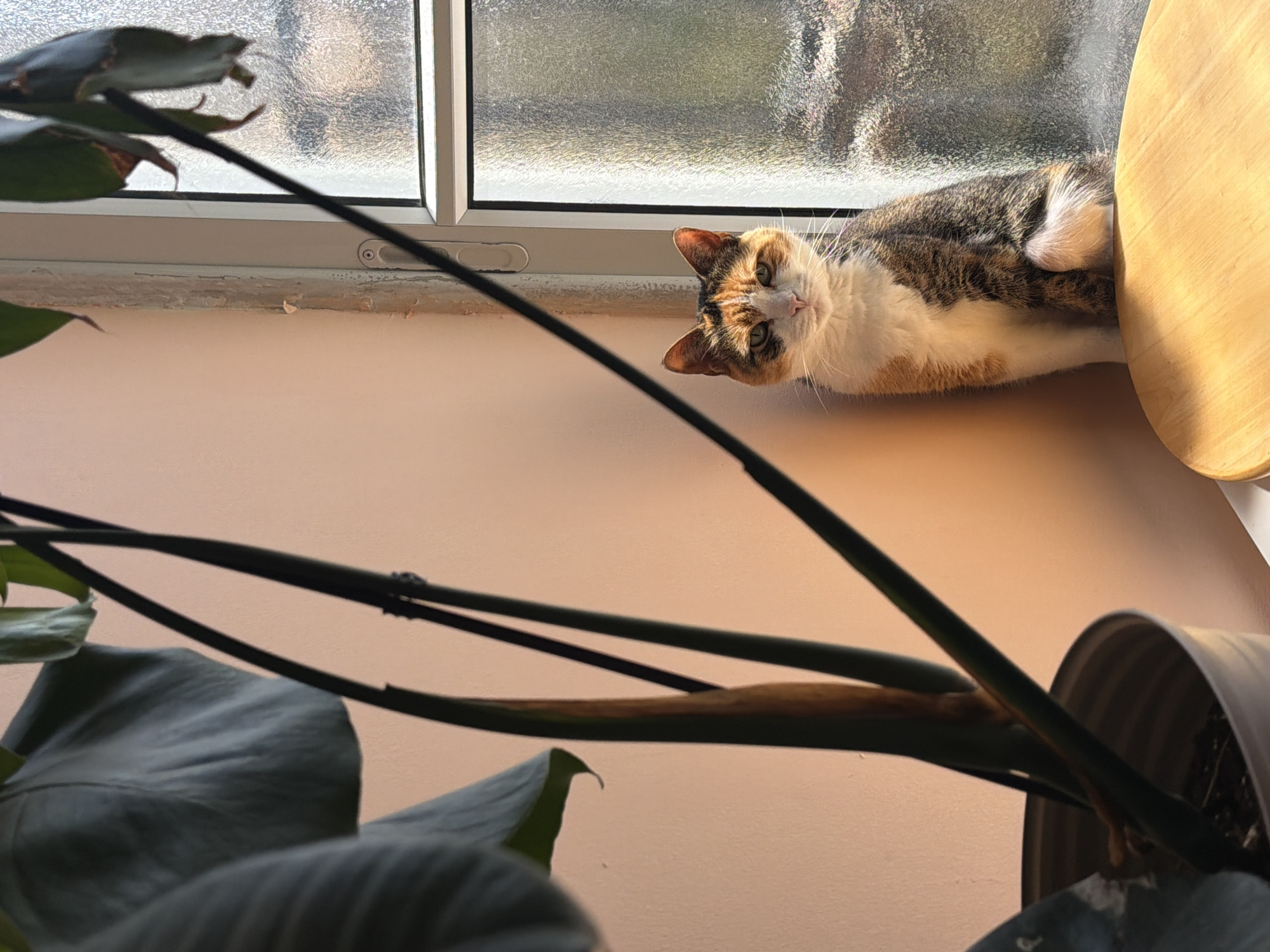 A calico cat lies on a windowsill next to a wooden chair. A potted plant with large leaves and long stems is in the foreground. The window looks out onto a blurred scene of foliage and buildings. The wall behind the cat is a pale peach color. Based on general knowledge of architectural styles and common interior decoration, it is not possible to conclusively confirm the location in Tel Aviv, Israel from the image alone.