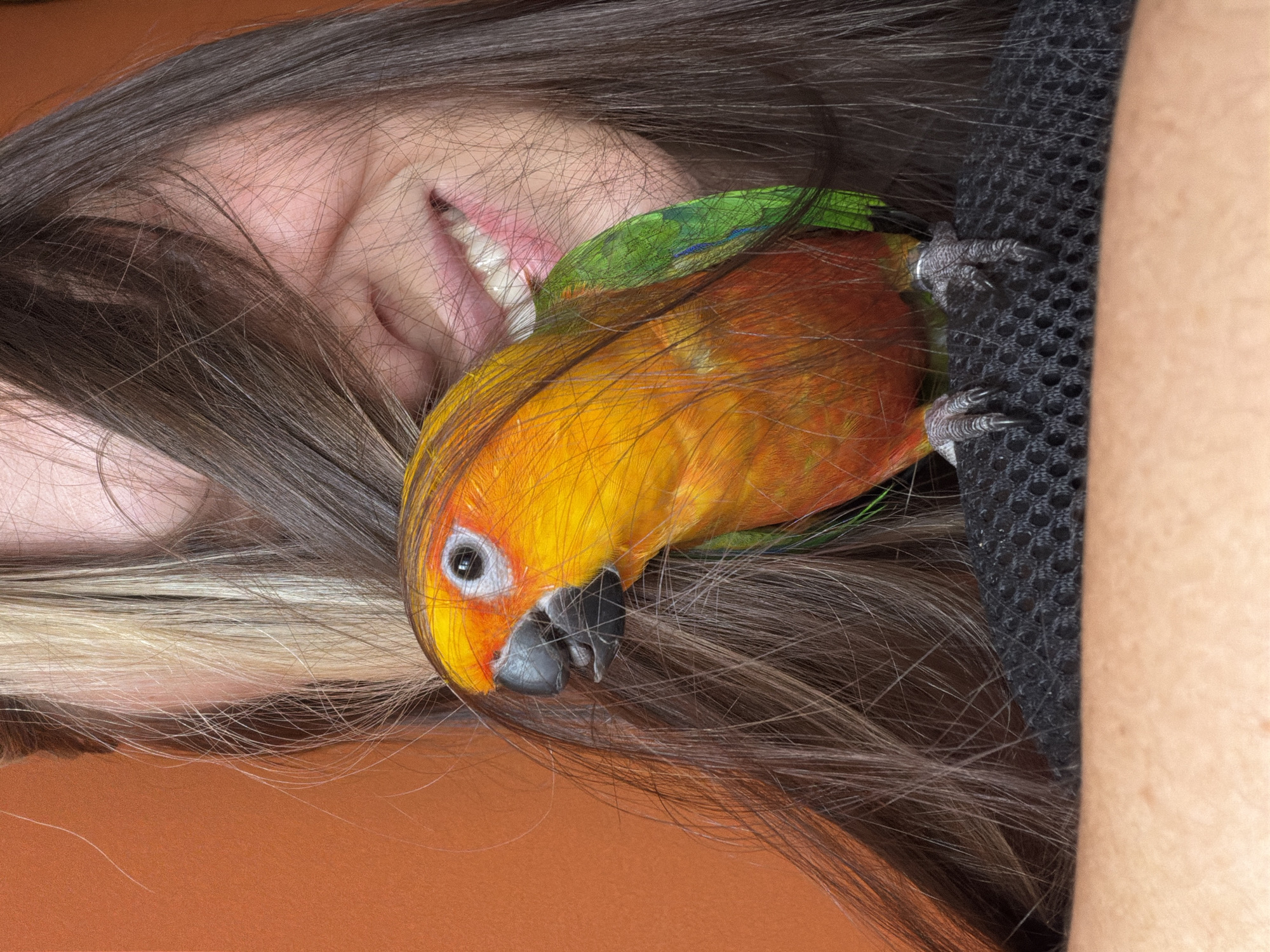 A close-up, slightly angled shot depicts a person lying down with an orange-yellow parrot perched on their hair near their face. The person is smiling slightly, revealing teeth. The parrot has green feathers on its wing and a grey beak. The parrot's claws are gripping a black mesh fabric. The background is a solid orange color. No location information is discernible from the image.