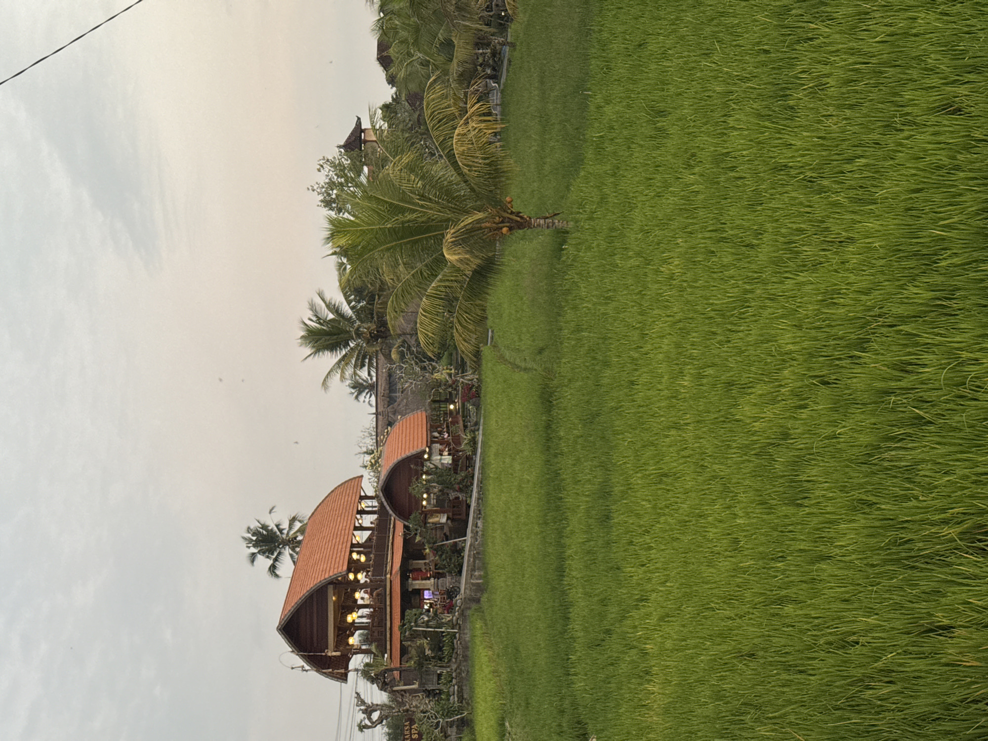 The image depicts a serene scene in Tegallalang, Indonesia, featuring a lush green rice paddy in the foreground. In the middle ground, there is a multi-level structure with a distinctive curved, orange tiled roof, resembling a restaurant or resort. The structure is illuminated by warm lights, and several people are visible dining or socializing on its balconies. Palm trees are scattered around the property, adding to the tropical ambiance. The background shows more greenery and traditional Balinese architecture, with a soft, overcast sky overhead.
