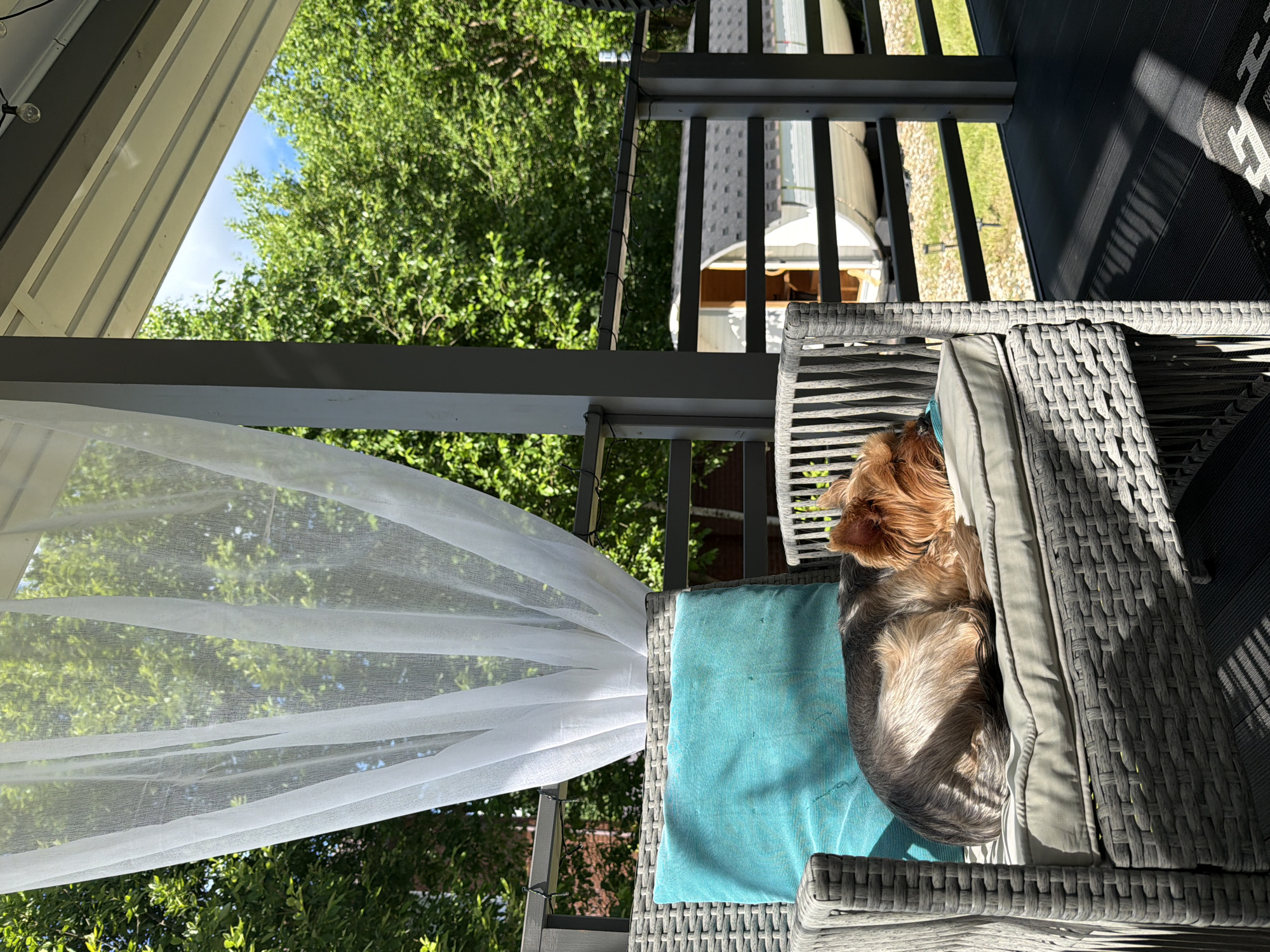 A Yorkshire Terrier is sleeping on a grey wicker chair with a teal pillow on a porch. The porch has a grey railing and a black floor. There is a white sheer curtain hanging on the left side of the porch. In the background, there are green trees, a clear blue sky, and a white barrel-shaped sauna. The scene is set in the city of Alyoshkino DP, Russia.