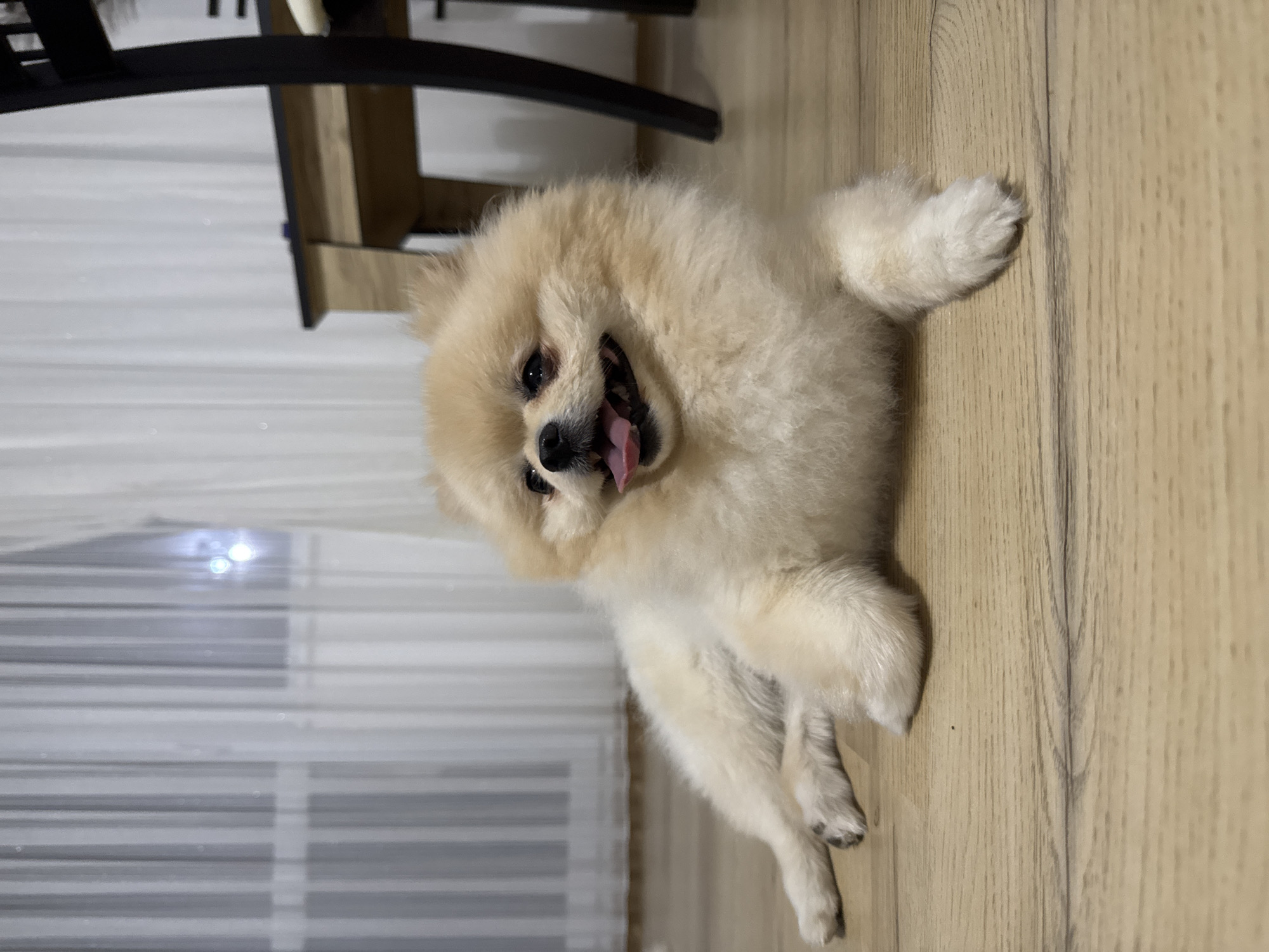 A light-colored Pomeranian dog with its tongue out is lying on a wooden floor. The dog is facing the camera and is in the center of the image. Behind the dog, sheer white curtains hang in front of a window. To the right of the dog, a dark wooden chair is visible, as well as a light-colored wooden table with a dark top. The lighting suggests it is evening. The scene is indoors and does not provide any information about the location in Sokolets, Bulgaria.