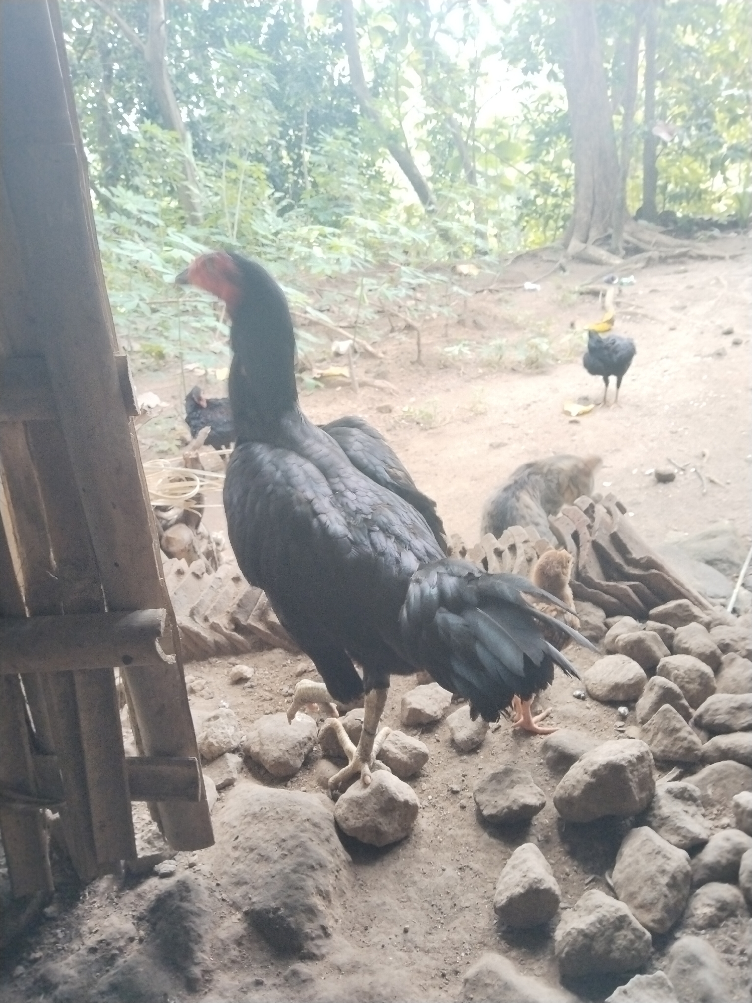 The image depicts a black rooster standing on rocks near a wooden structure, possibly a shed, in an outdoor environment. In the background, there are other chickens, trees, and foliage. The ground is mostly dirt with scattered rocks. The lighting suggests it is daytime, possibly under a partially overcast sky.
