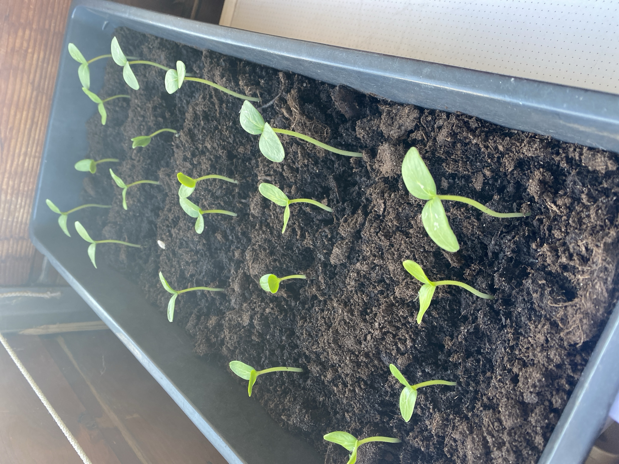 A rectangular black plastic planter box filled with dark soil contains numerous young seedlings. Each seedling has a thin, pale green stem and two small, light green leaves, indicating they are in the early stages of growth. The planter is positioned near a wooden surface and a white material, suggesting it is indoors or in a protected outdoor space, possibly a windowsill. The lighting suggests natural daylight. The location is identified as Novaya Usman', Russia.