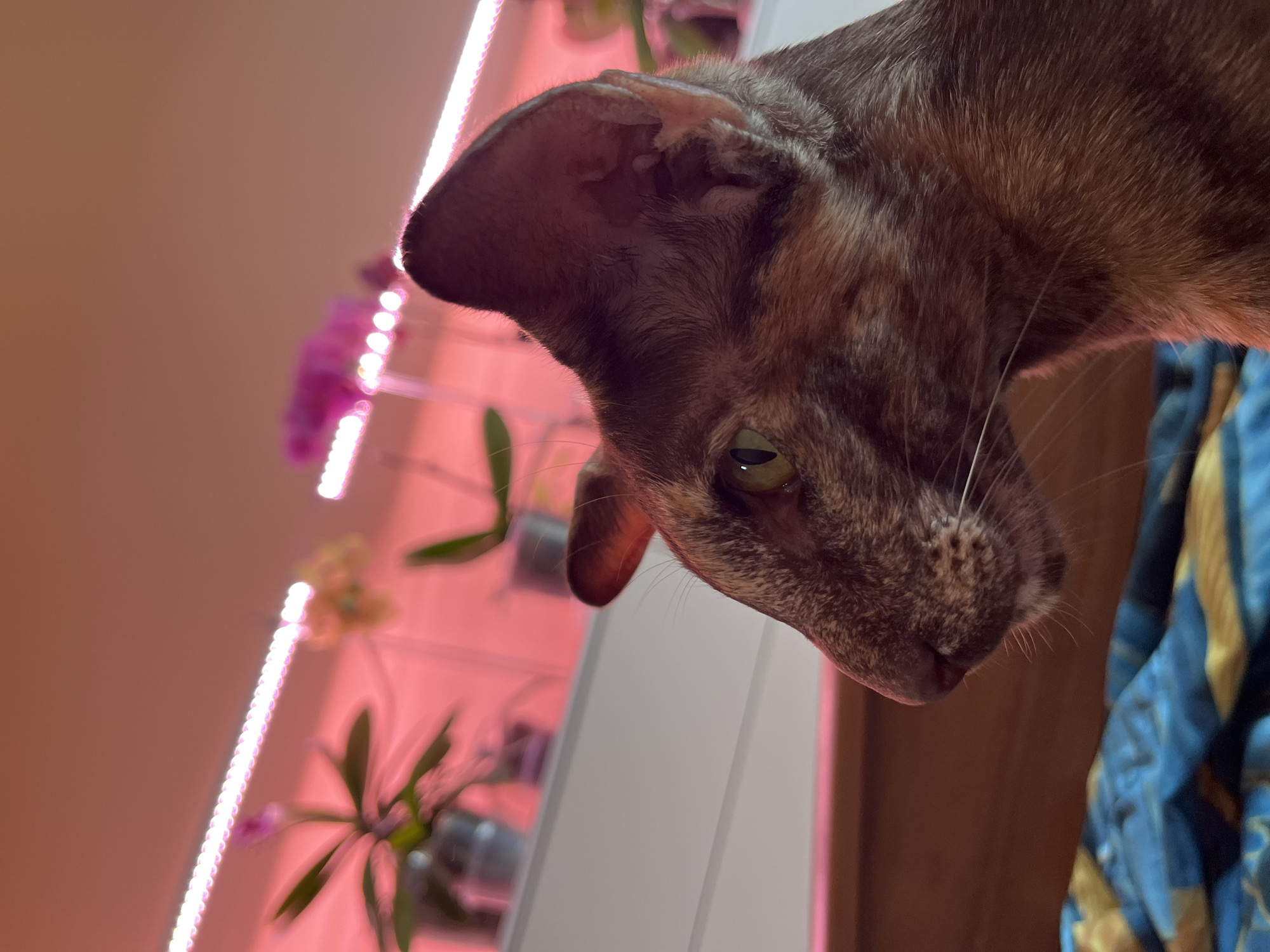 A close-up, tilted-angle image depicts a brown and gray tortoiseshell cat peering downwards. The cat has large, pointed ears and green eyes. The background is somewhat blurred, but reveals a white wall with a pink LED strip light running vertically along it. Behind the LED light are potted plants and orchids. To the right of the cat, a blue and gold striped fabric is visible. The location is unknown and cannot be determined from the image. There is no evidence to suggest it is Chaikovsky, Russia.