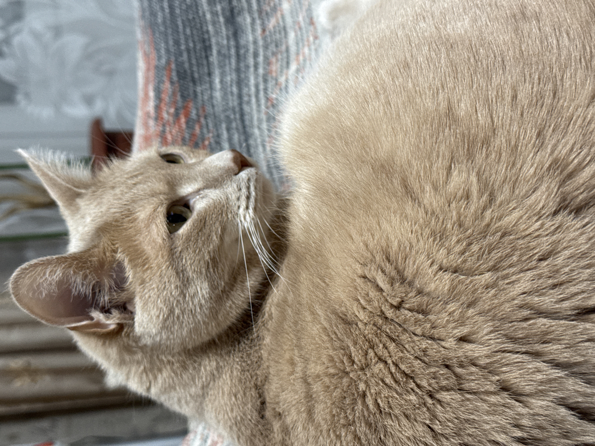 A close-up shot shows a beige cat lying on its side. The cat's head is turned upwards, and its eyes are open. The background includes a blurred pattern of grey and red. The location is Chaikovsky, Russia.