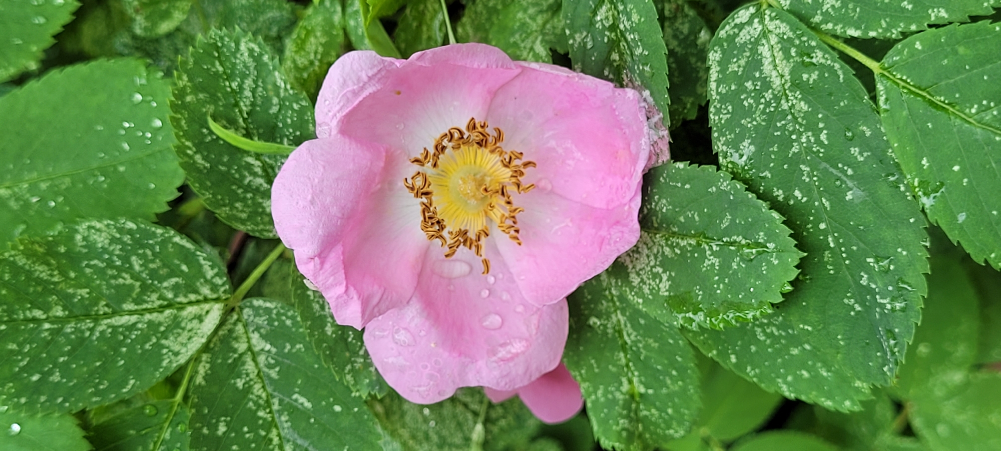 A close-up photograph shows a pink flower, possibly a rose, with a yellow center, surrounded by green leaves. The leaves are speckled with white spots. Droplets of water are visible on both the flower petals and the leaves. The location and city are unknown.