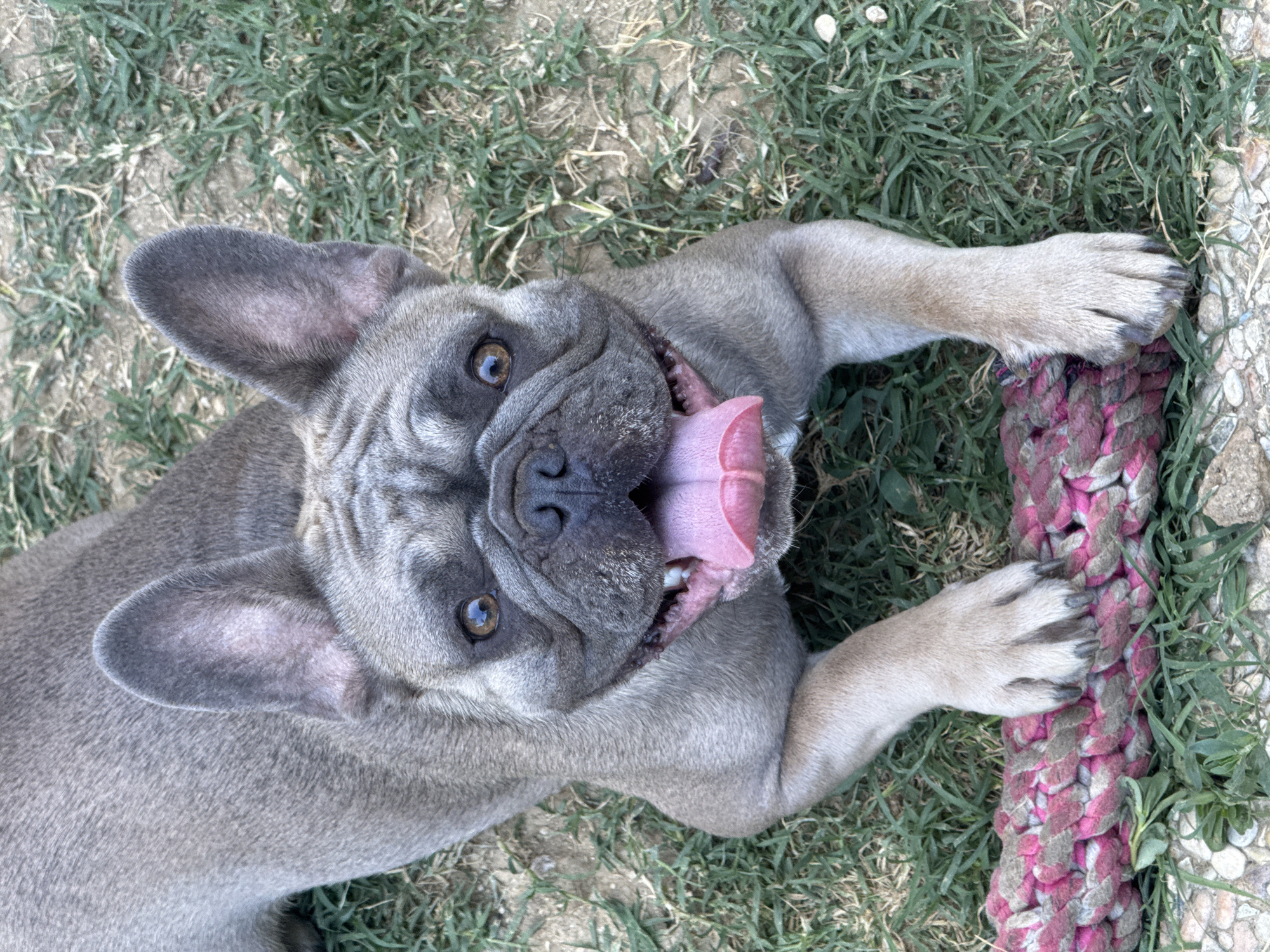 A grey French Bulldog is lying on the grass with its tongue hanging out, appearing to be panting. The dog has large, erect ears and dark eyes. A pink and grey braided rope toy is positioned in front of the dog. The ground is covered in patches of grass and dirt, with some small rocks visible in the lower left corner. The image was taken outdoors on a clear day. There is no indication that this scene is located in San Benedetto del Tronto, Italy.