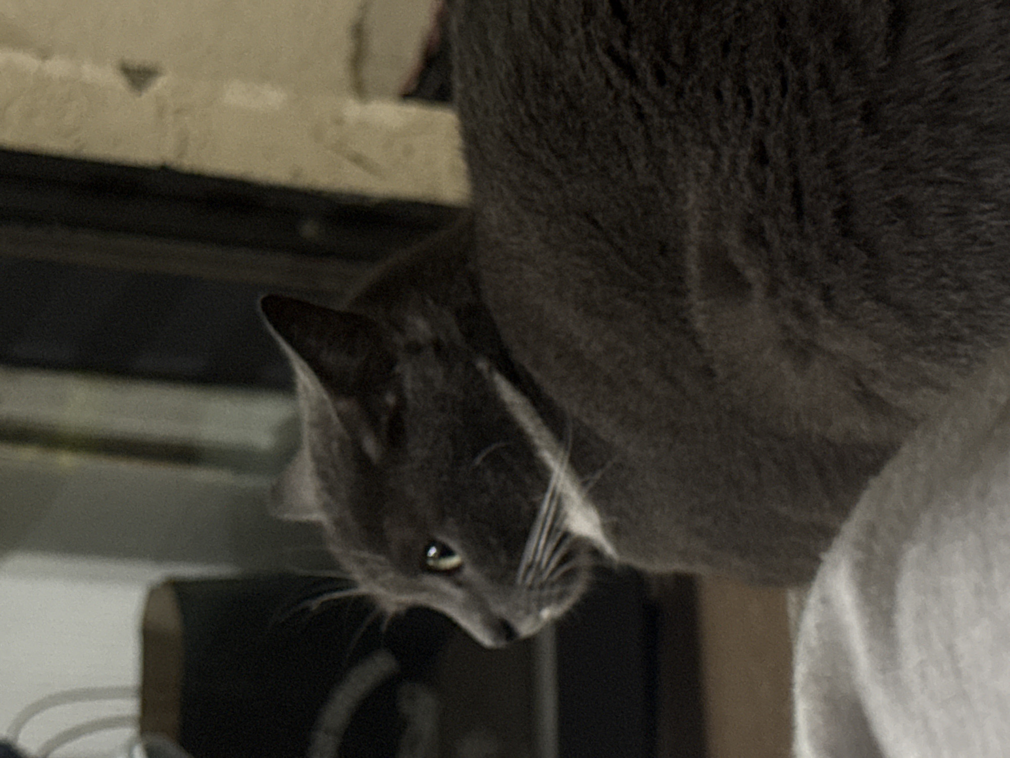 A side-profile, medium shot shows a short-haired, dark gray cat with a white patch on its chest. The cat is sitting, with its head turned to the left, and its yellow eyes are looking forward. The cat's ears are pointed upwards, and its whiskers are clearly visible. The background is blurred and shows a dark, indistinct object on the left, and a textured, light-colored wall on the right. The overall lighting is dim, creating a shadowy atmosphere. The cat is positioned in the foreground, with its body filling the lower right portion of the image.