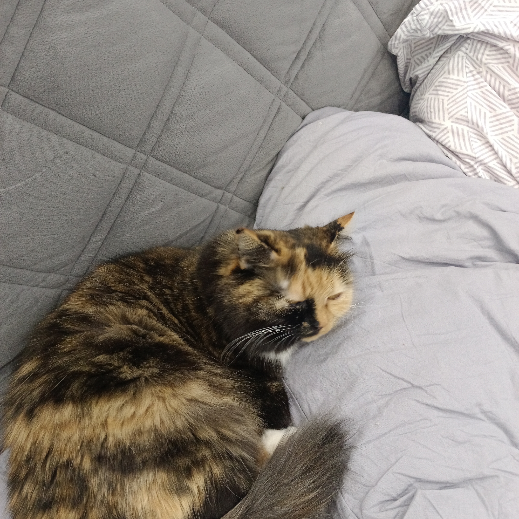 This is a high-angle, close-up, eye-level shot of a tortoiseshell cat sleeping on a bed. The cat is lying on its side, with its head resting on a light gray duvet. Its fur is a mix of black, brown, and orange, with white markings on its chest and paws. The cat's eyes are closed, and it appears to be relaxed. In the background, there is a quilted gray surface, likely a headboard or mattress topper, and a white pillow with a gray geometric pattern. The lighting is soft and natural, creating a peaceful atmosphere. The scene takes place indoors, likely in a bedroom. There is no discernible information about the location within the city of Samara, Russia.