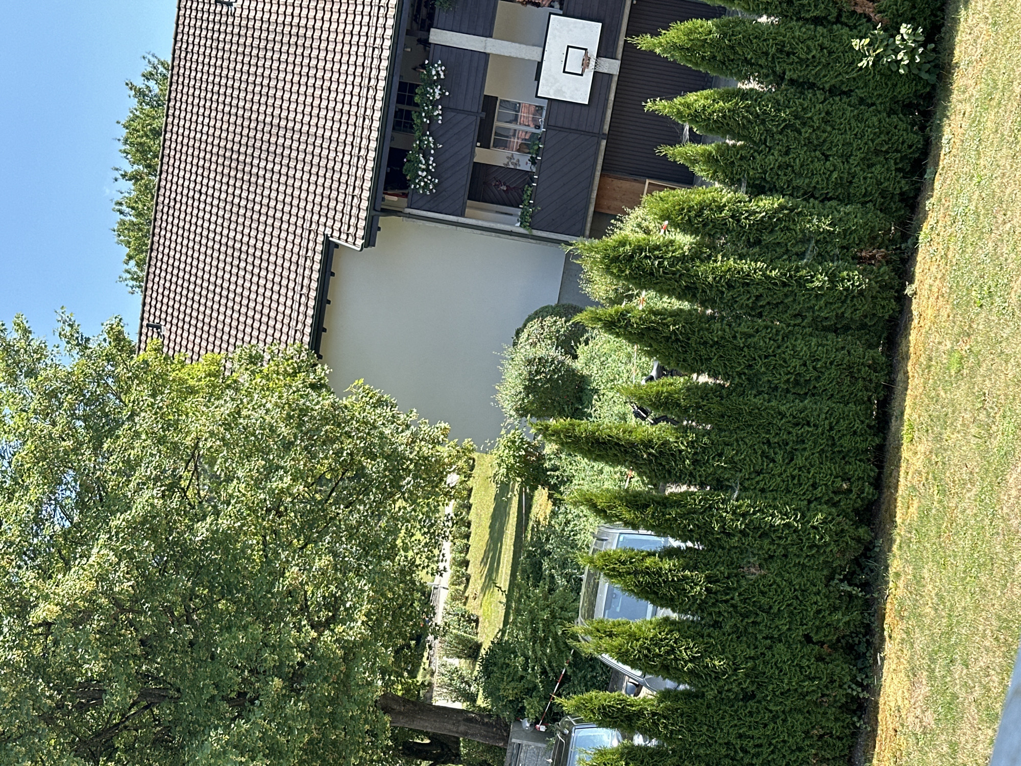 This image depicts a residential property in Schottikon, Switzerland, on a clear, sunny day. The foreground features a neatly trimmed row of green coniferous trees acting as a hedge, with a patch of dry, yellowish-brown grass beyond it. Behind the hedge, a portion of a modern house is visible. The house has a light-colored facade and a brown tiled roof. A dark-colored balcony with white flower boxes runs across the upper level of the house. A white basketball hoop with a black rim is mounted on the exterior wall of the house, above a dark-colored garage door. To the left of the house, a large, leafy green tree with a thick trunk dominates the upper left quadrant of the image. The background reveals more greenery and a clear blue sky. Two vehicles, partially obscured by the hedge, are parked in front of the house. One appears to be a silver SUV, and another vehicle to its right is less distinct. The overall impression is a well-maintained, suburban residential setting.