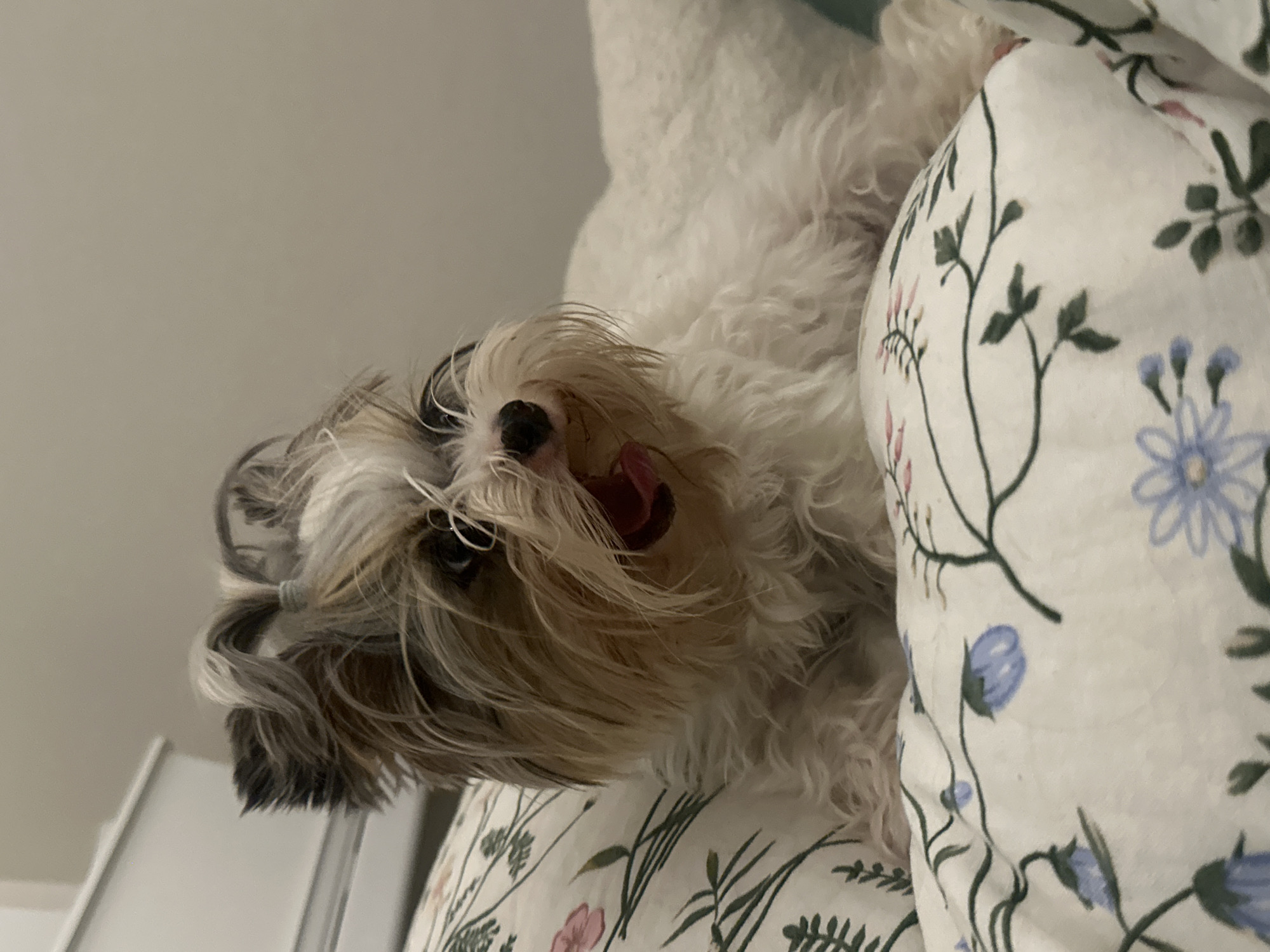 A small, fluffy dog with mixed white, light brown, and gray fur is playfully lying on its back, head upside down, in an indoor setting in Moscow, Russia. Its mouth is slightly open, revealing a pink tongue, and one eye looks directly at the viewer, conveying a relaxed and happy expression. A small, dark hair tie is visible on its head, pulling back some fur. The dog is positioned against a white pillow adorned with green floral stems and delicate blue and pink flowers. Part of its white body is visible behind the pillow. The background is a plain, light-colored wall or ceiling. The lighting suggests an indoor environment during the day. No text is visible.