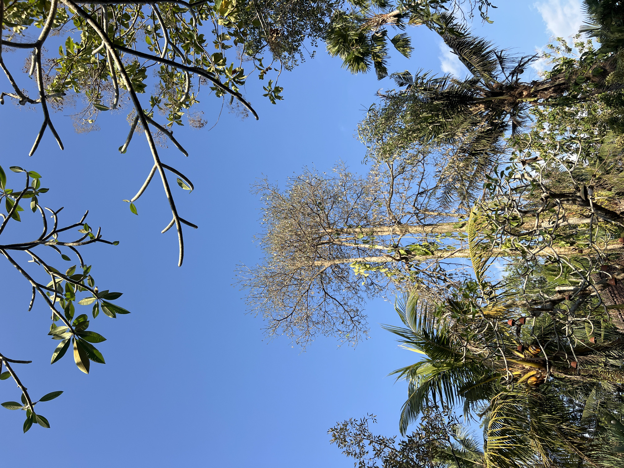 The image shows a clear blue sky with the tops of various trees visible against it. In the foreground, branches with sparse green leaves frame the sky from the top and sides. Towards the center and right of the image, a tall, bare tree with many thin branches stands out, its dry twigs reaching upwards. To the left and right of this central tree, and in the lower half of the image, are the canopies of palm trees with their distinctive fronds. One palm tree on the left has several yellow coconuts clustered near its top. Scattered among the branches of some trees are small, reddish-brown bell-shaped objects, possibly decorations or natural seed pods. The overall impression is of a lush, tropical environment, likely a garden or park, under a bright, sunny sky in Tlogoadi, Indonesia.