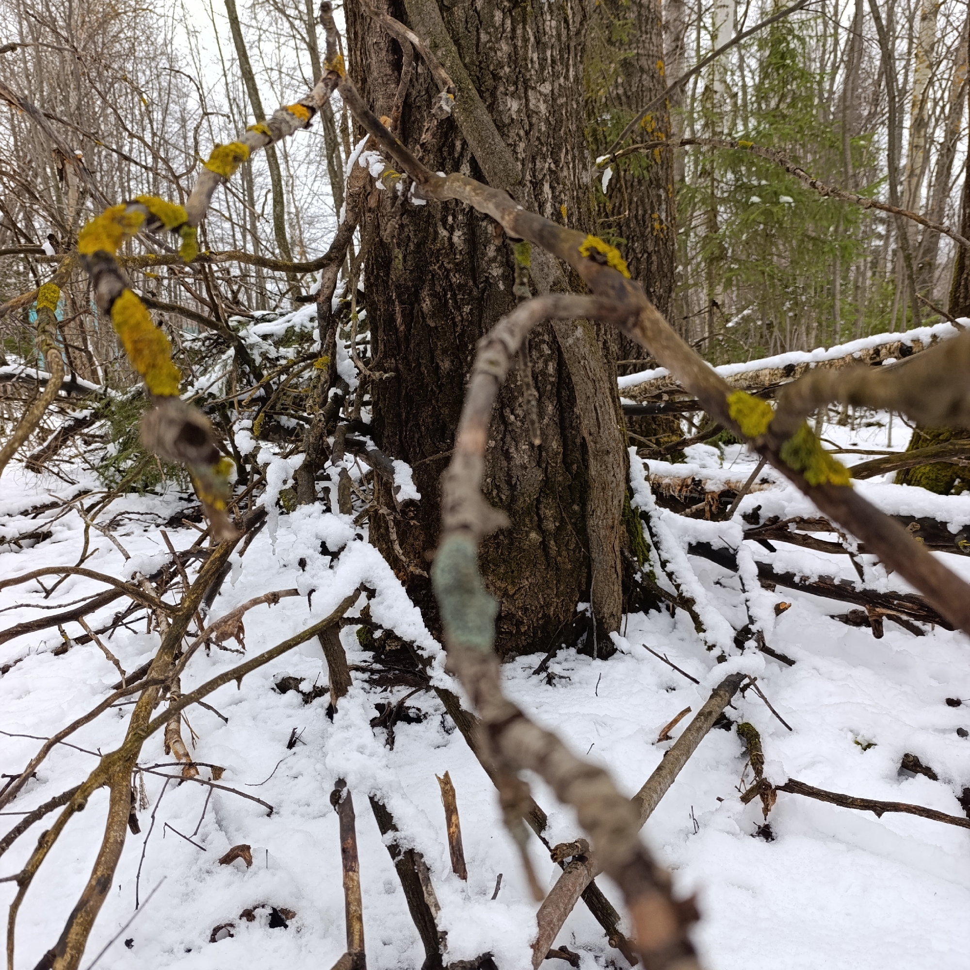 The image shows a snowy forest scene, likely in a woodland area near Dubovaya, Russia, as specified in the prompt. The foreground contains numerous fallen branches covered in snow. Some of the branches have patches of yellow-green lichen growing on them. A large tree trunk is visible in the midground. Snow covers the ground and some of the fallen debris. The background features more trees, indicating a dense forest environment. The sky appears overcast and grey.
