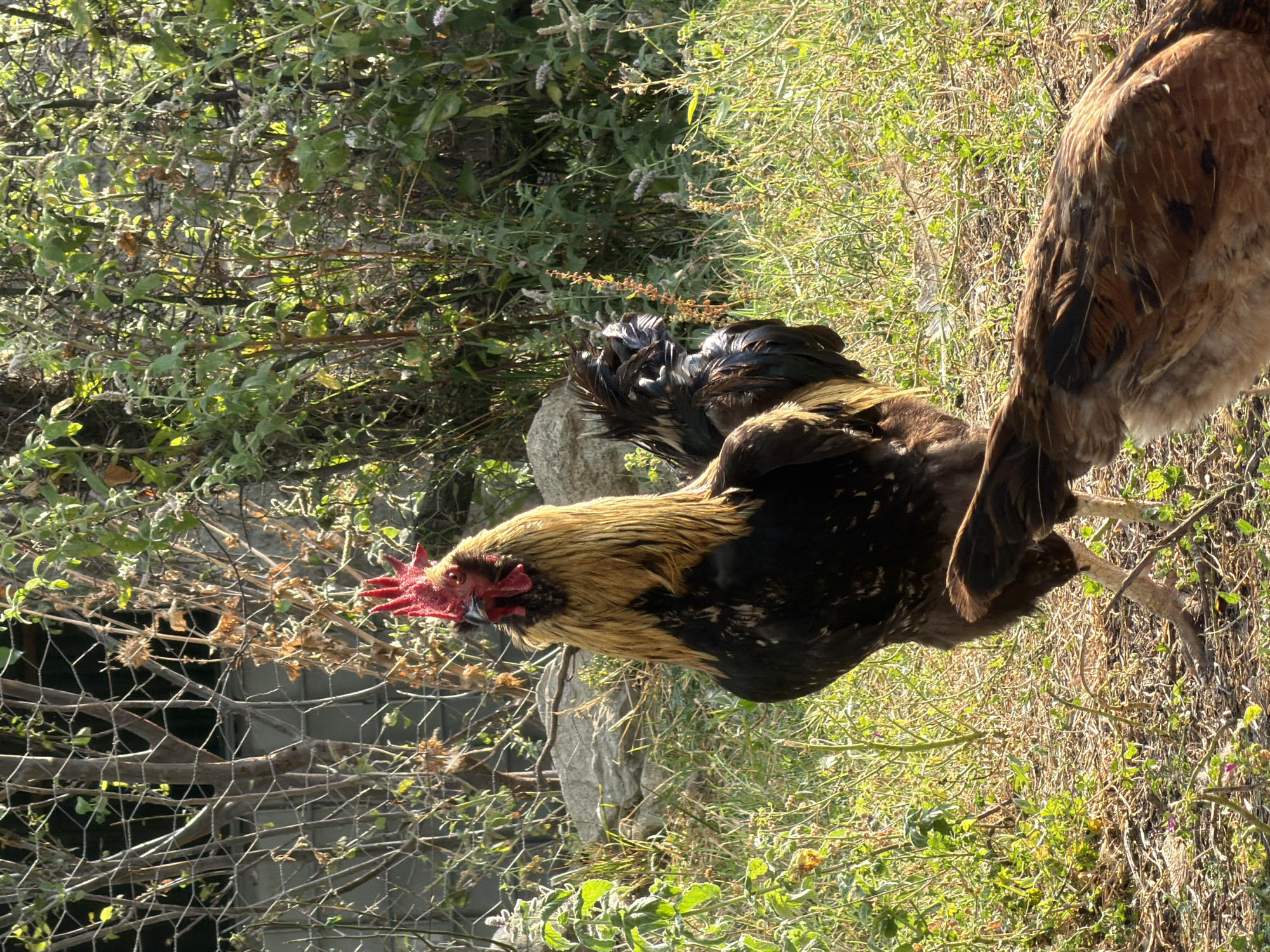 The image depicts a rooster and a hen in a sun-drenched, grassy outdoor environment. The rooster, prominent in the foreground, is facing left, showcasing its golden neck feathers, black body, and vibrant red comb. Behind the rooster, the back of a brown hen is visible. The background features lush green foliage, dry branches, and a rough stone in the middle ground. The ground is covered with dry grass and scattered leaves. The scene is set outdoors, possibly in a rural area or a garden, with natural lighting creating bright highlights and shadows. The general atmosphere is serene and pastoral, suggesting a natural habitat for these poultry.